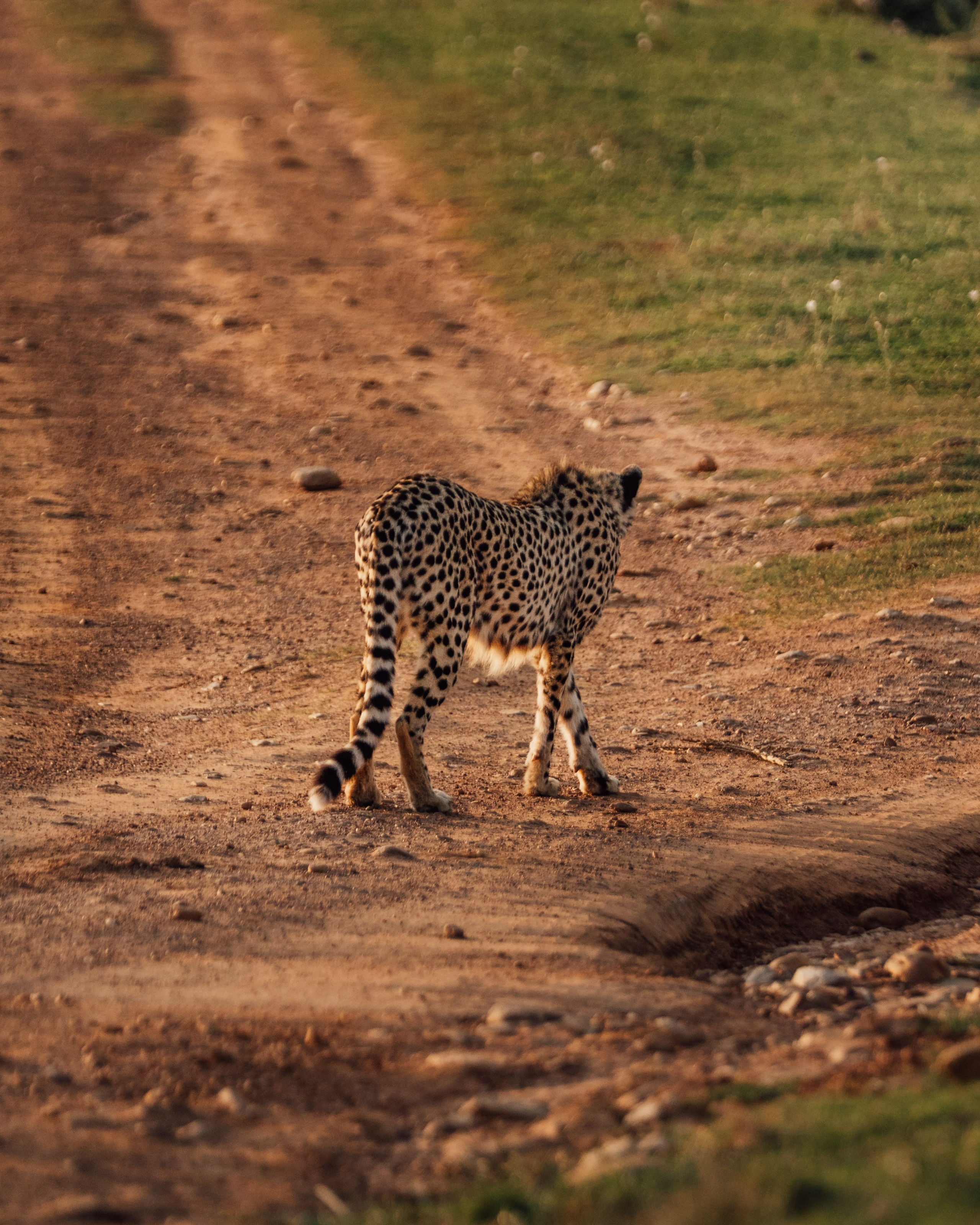 Africa/UAR. @oljiofilm: Олег Иванов — фотограф
