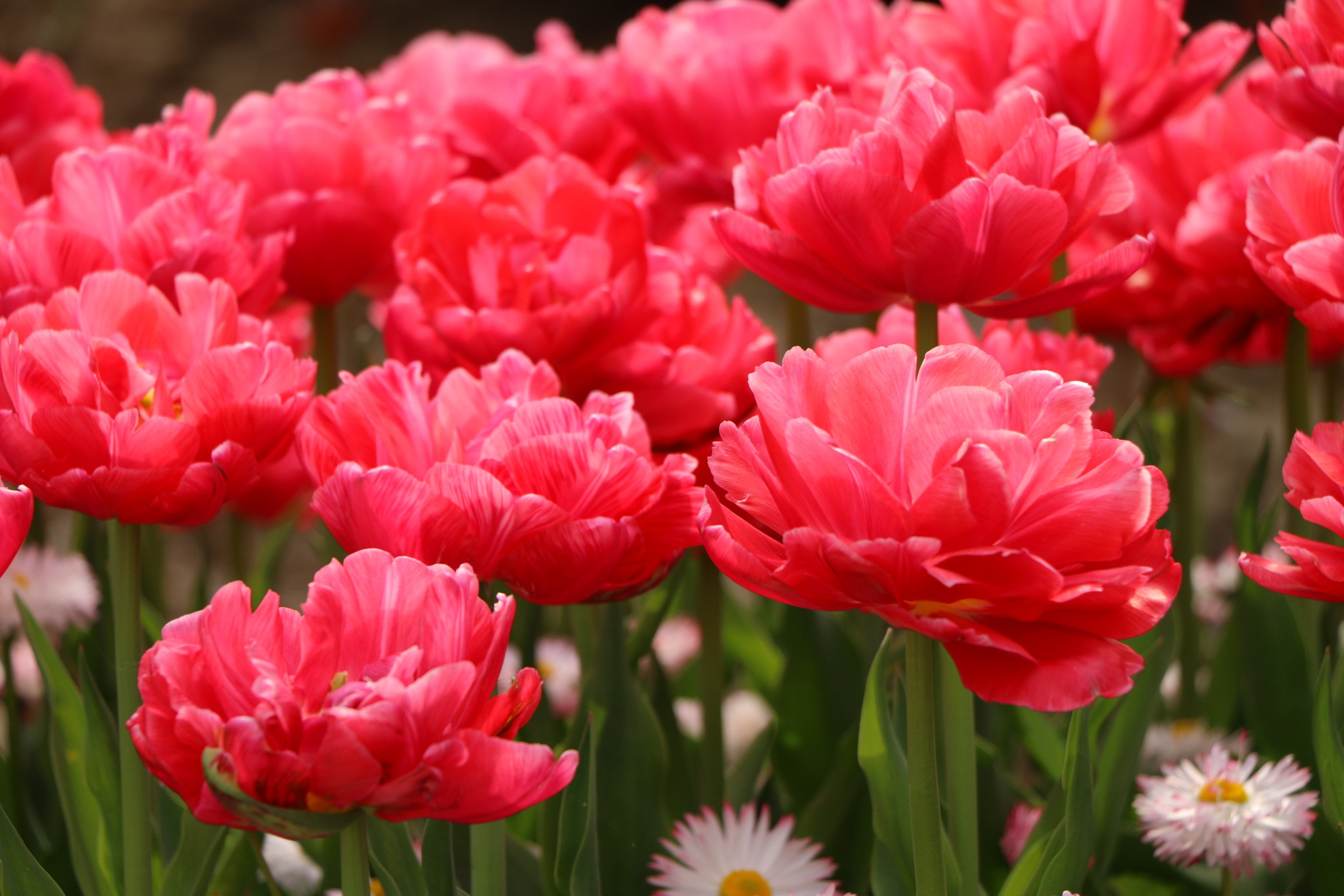 Природа. Семейный и детский фотограф в Ялте Ольга Солерина