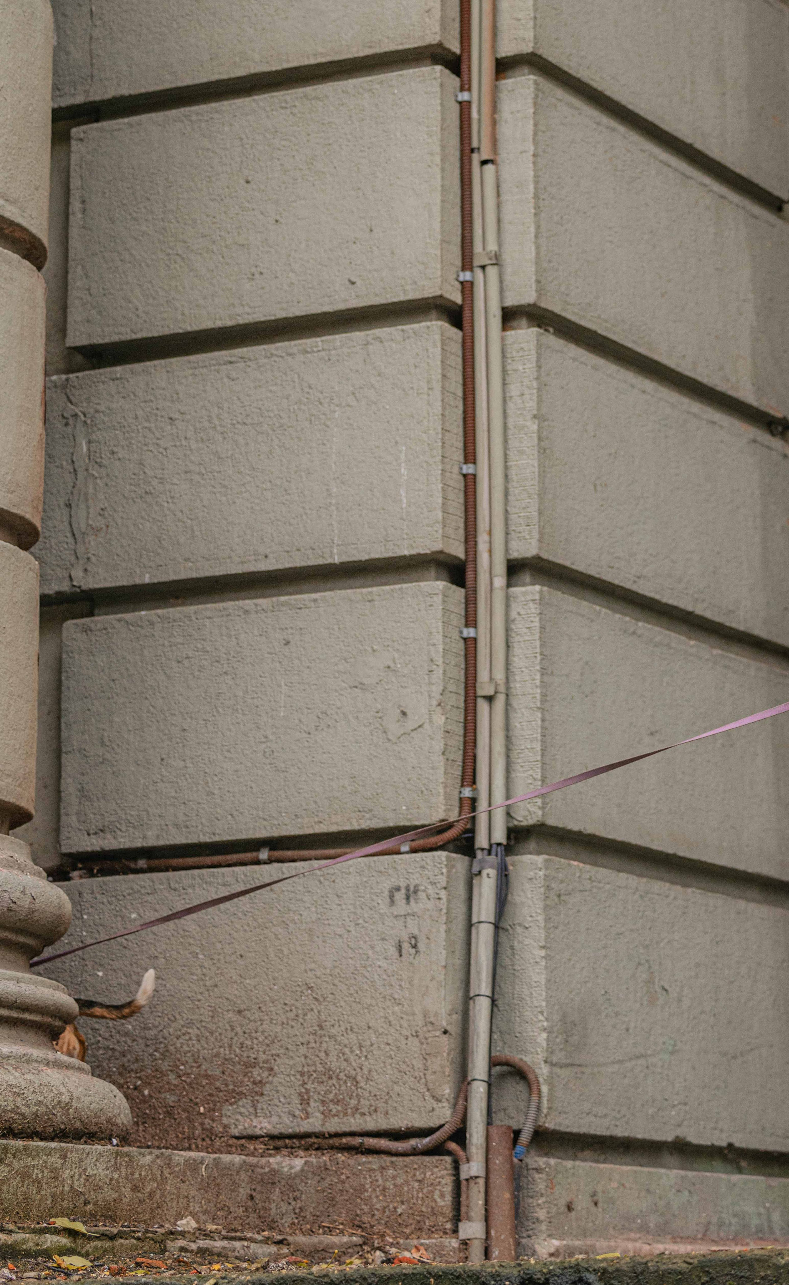 Света и Ива. Фотограф-анималист в Москве Лера Черноног