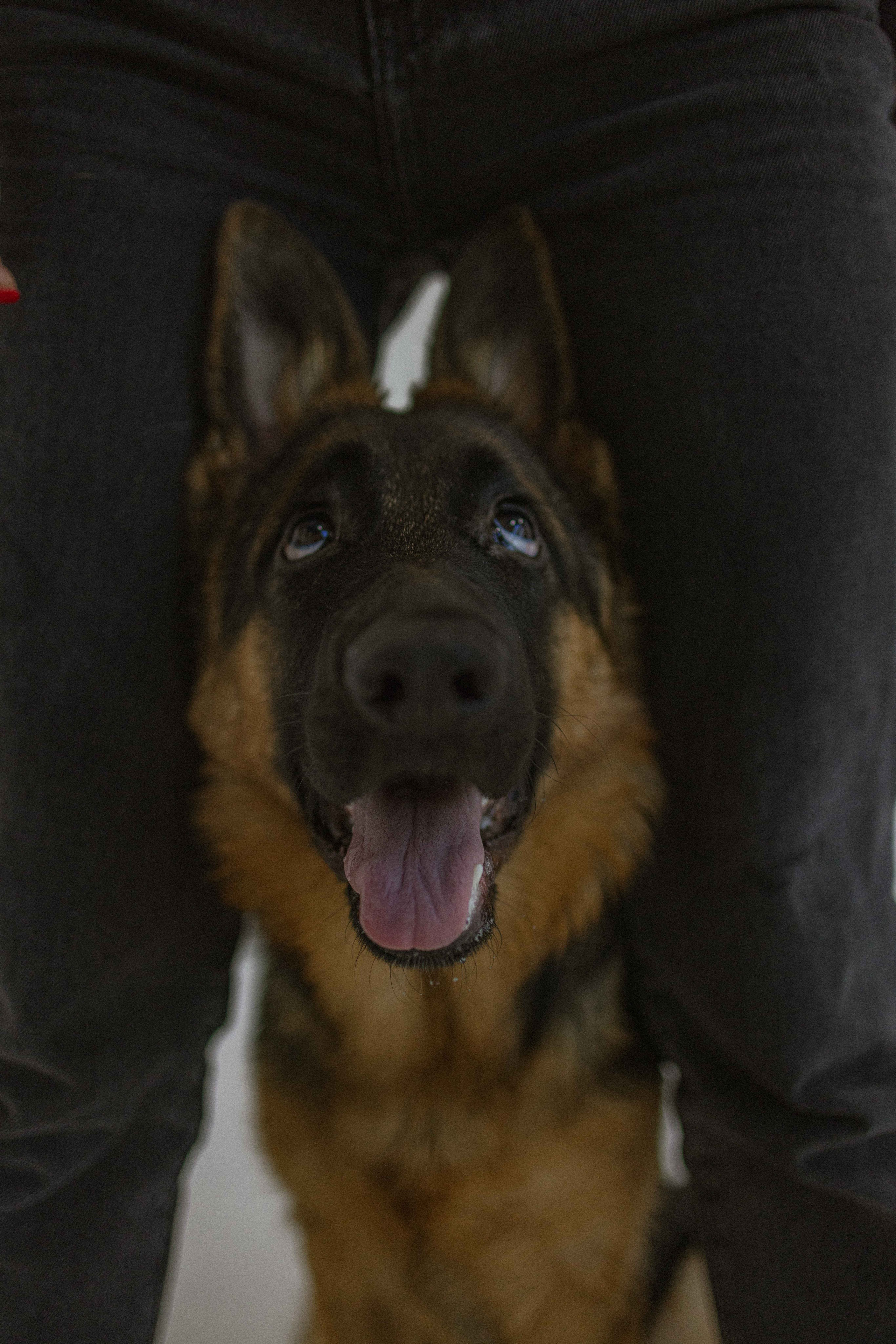 Ася и Буся. Фотограф-анималист в Москве Лера Черноног