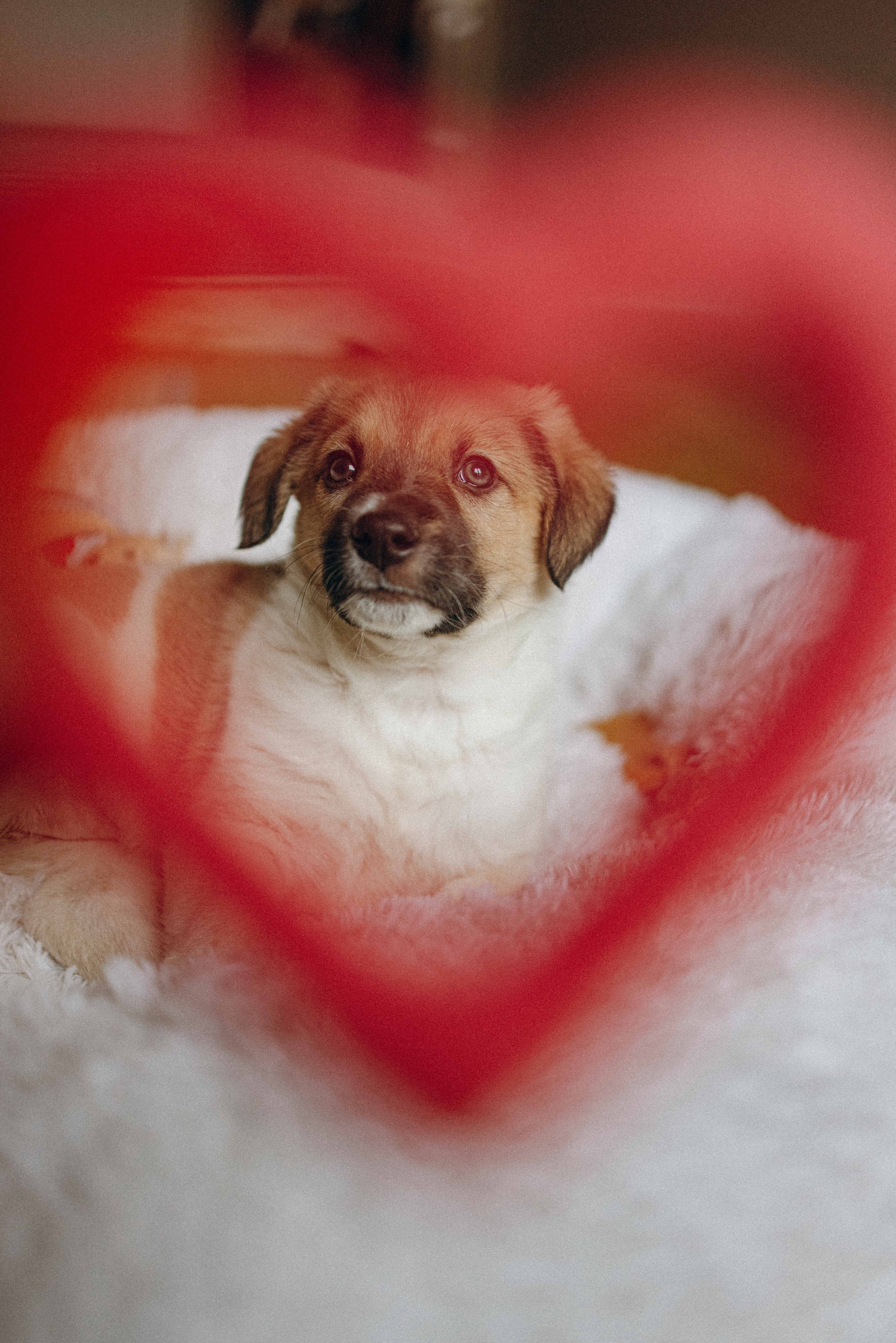 Щеночки. Фотограф-анималист в Москве Лера Черноног