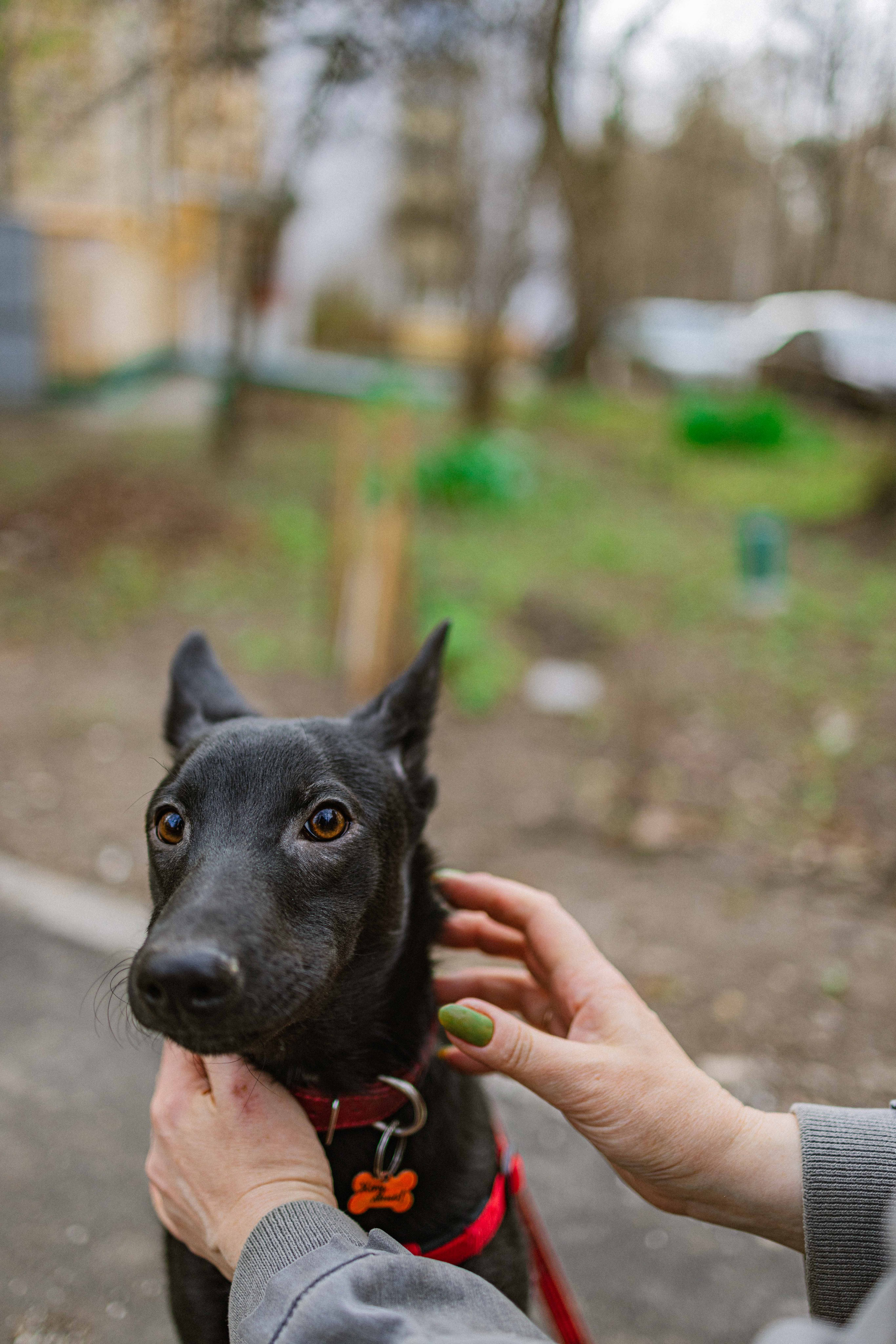 Булька. Фотограф-анималист в Москве Лера Черноног