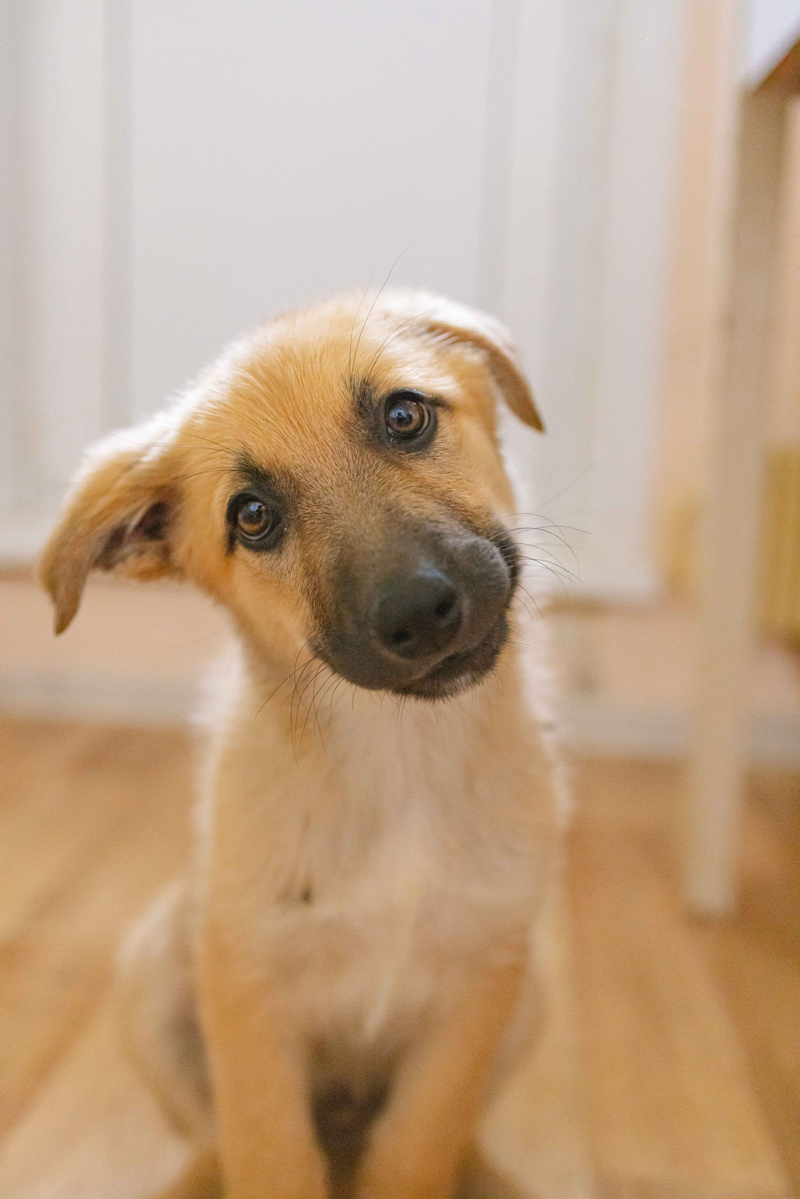 Щеночки на кухне. Фотограф-анималист в Москве Лера Черноног