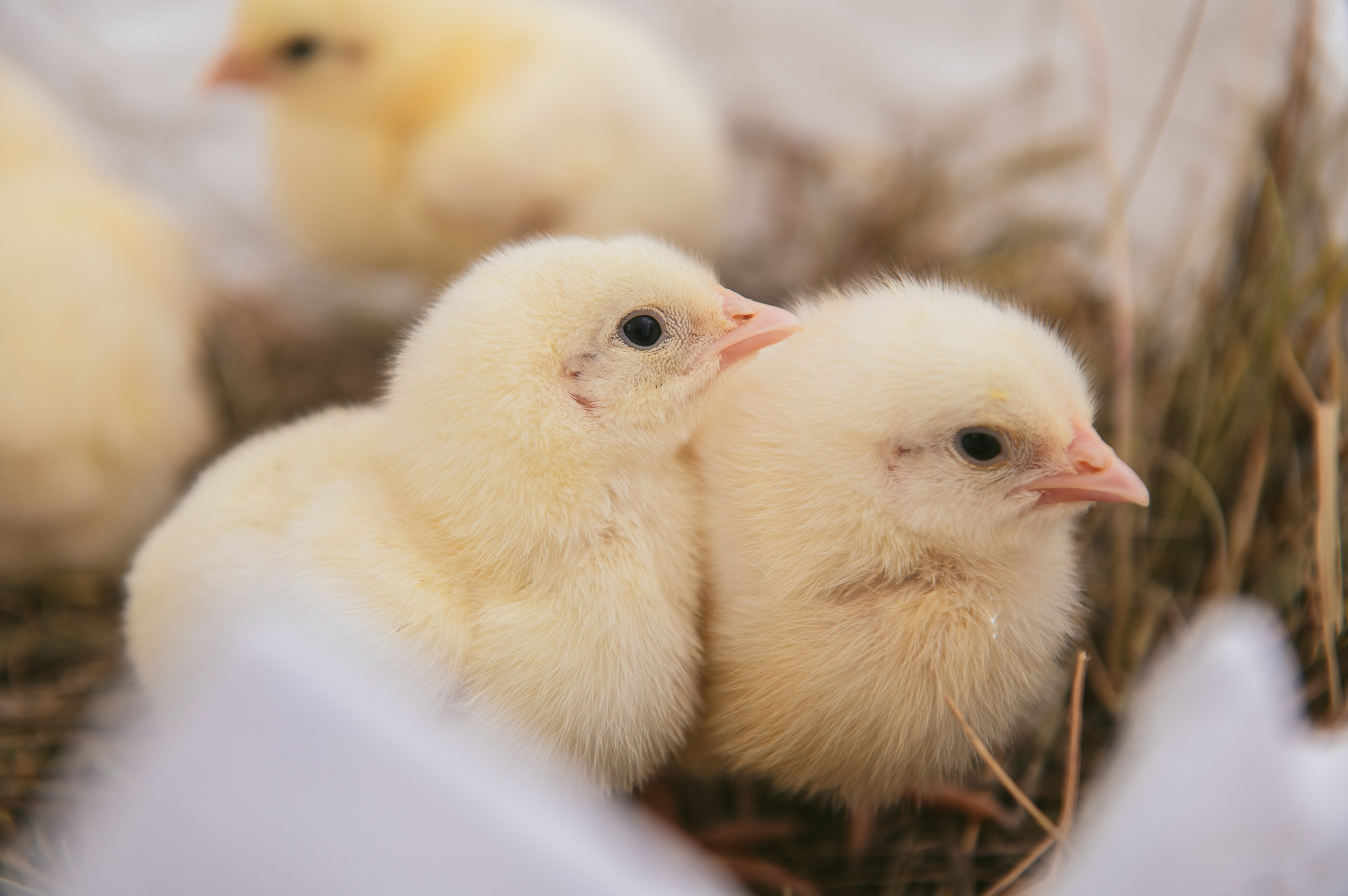 Цыплята. Детский фотограф Магадан