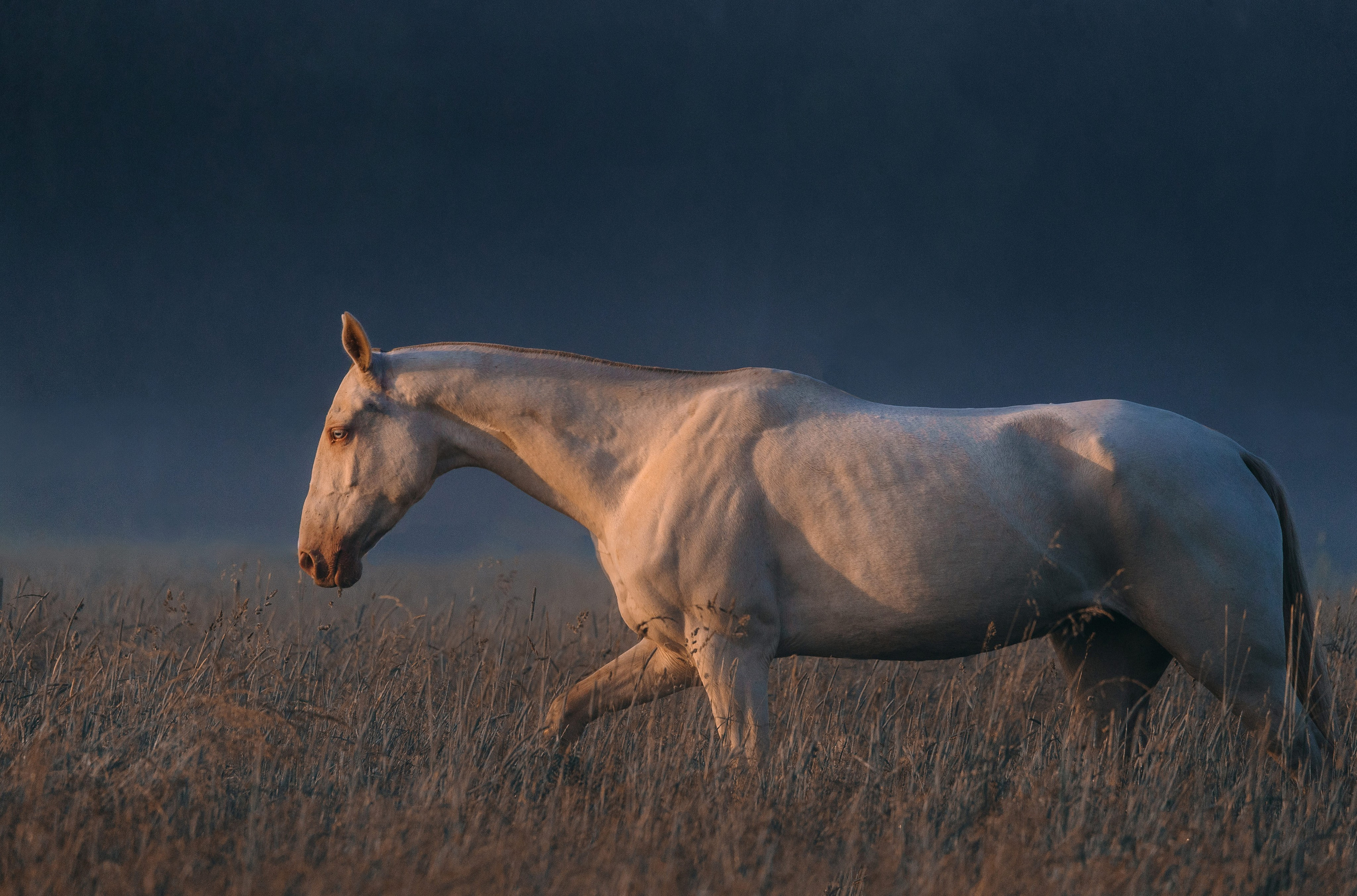 Рассвет. Фотограф-анималист Ксендзова Кристина