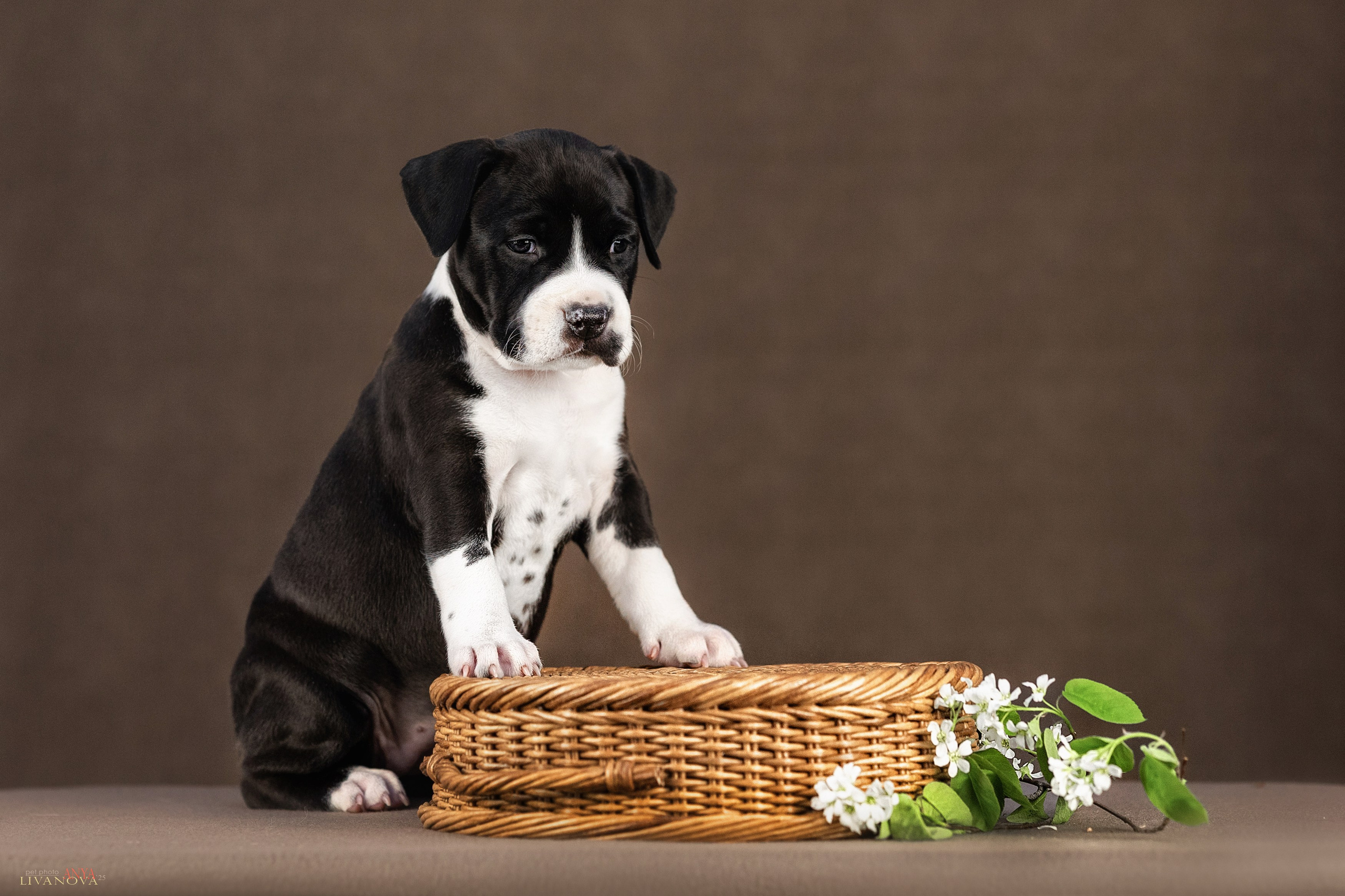 Стаффики. Фотограф анималист Аня Ливанова | Рыбинск