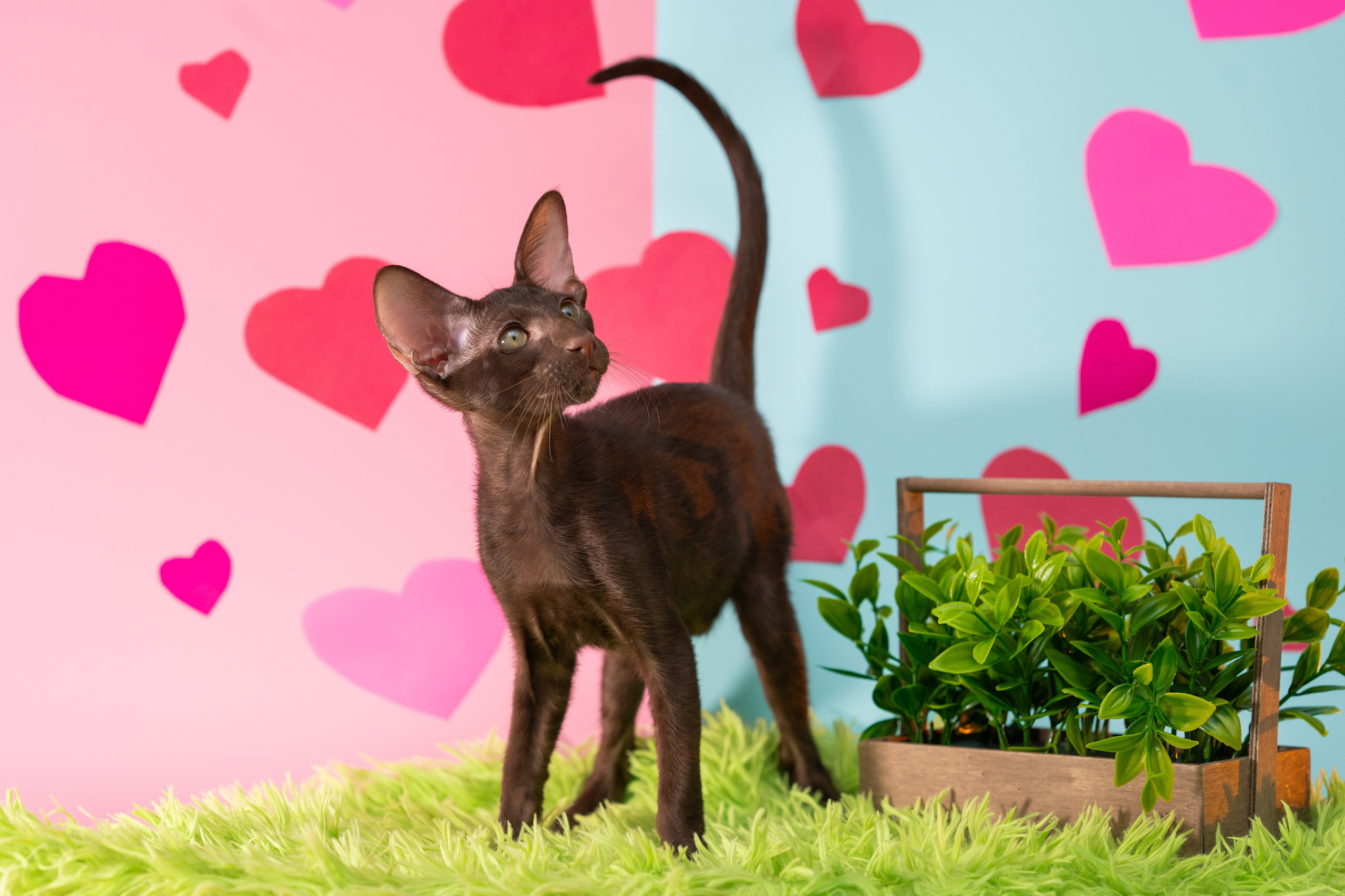 Заводчик Юлия Панова. Творческий фотограф Вологда