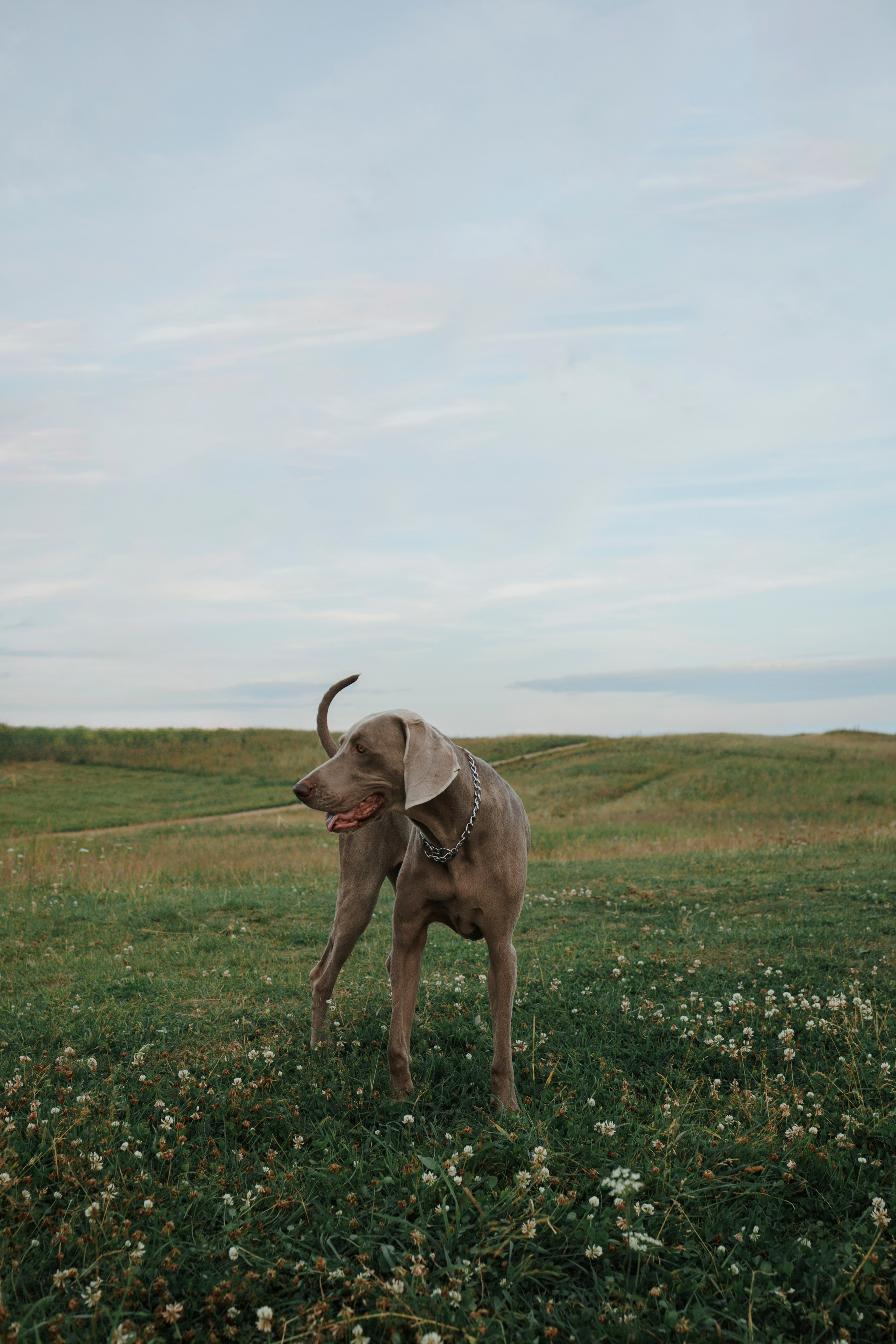 Маргарита и веймаранеры. Фотограф-анималист в Санкт-Петеребурге Титова Алиса