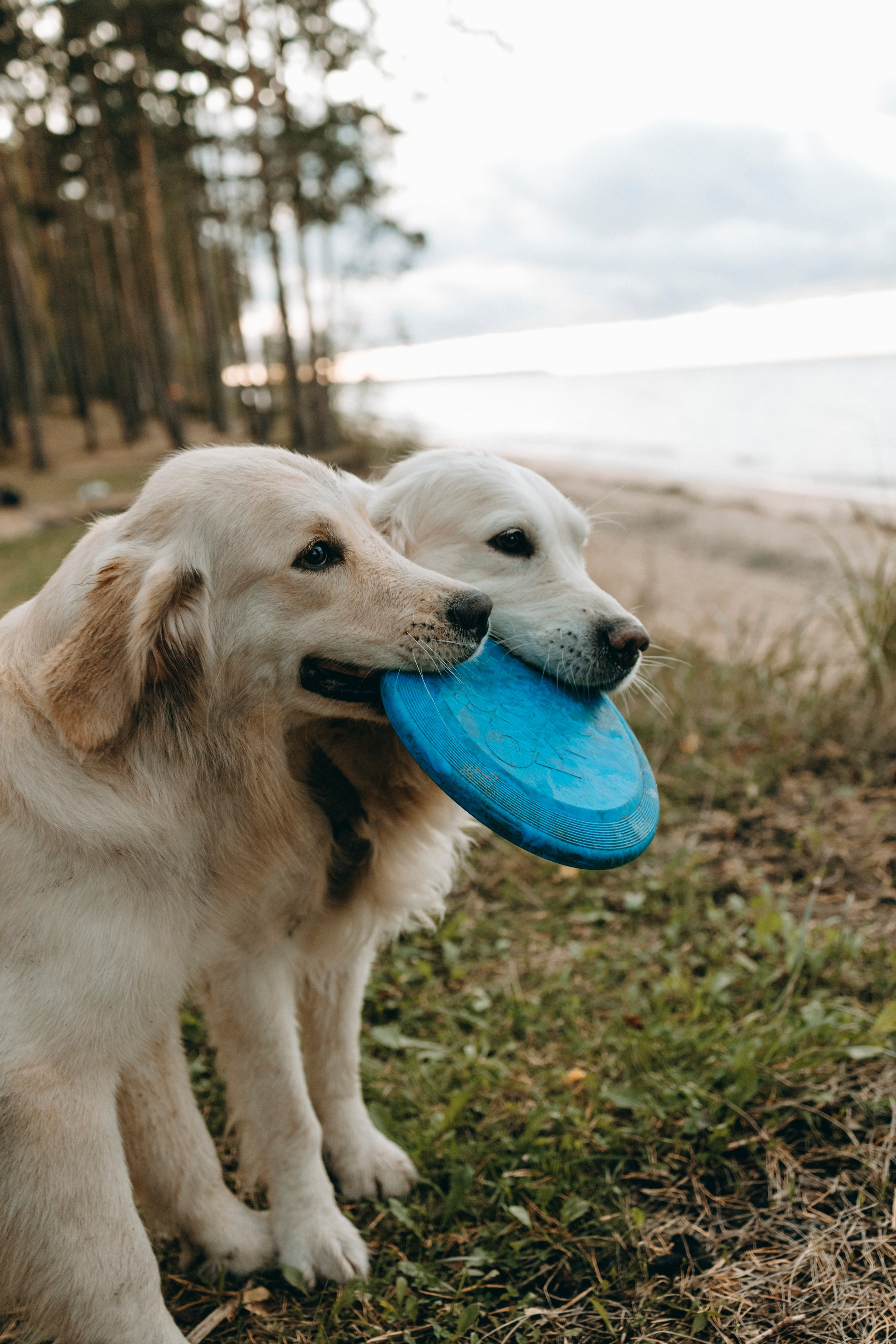 Прогулка Насти с Арчи и Арагоном. Фотограф-анималист в Санкт-Петеребурге Титова Алиса