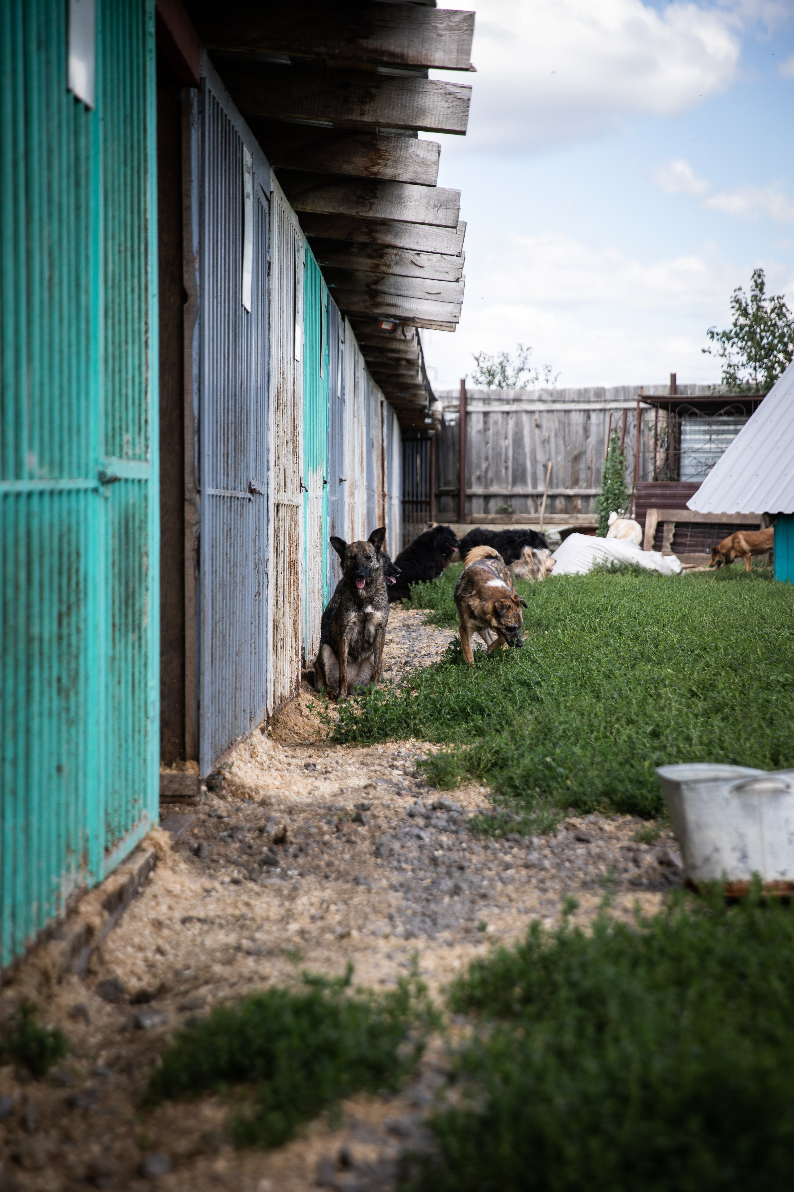 Приют — Наш дом. Репортажный и свадебный фотограф в Челябинске Елисеев Павел