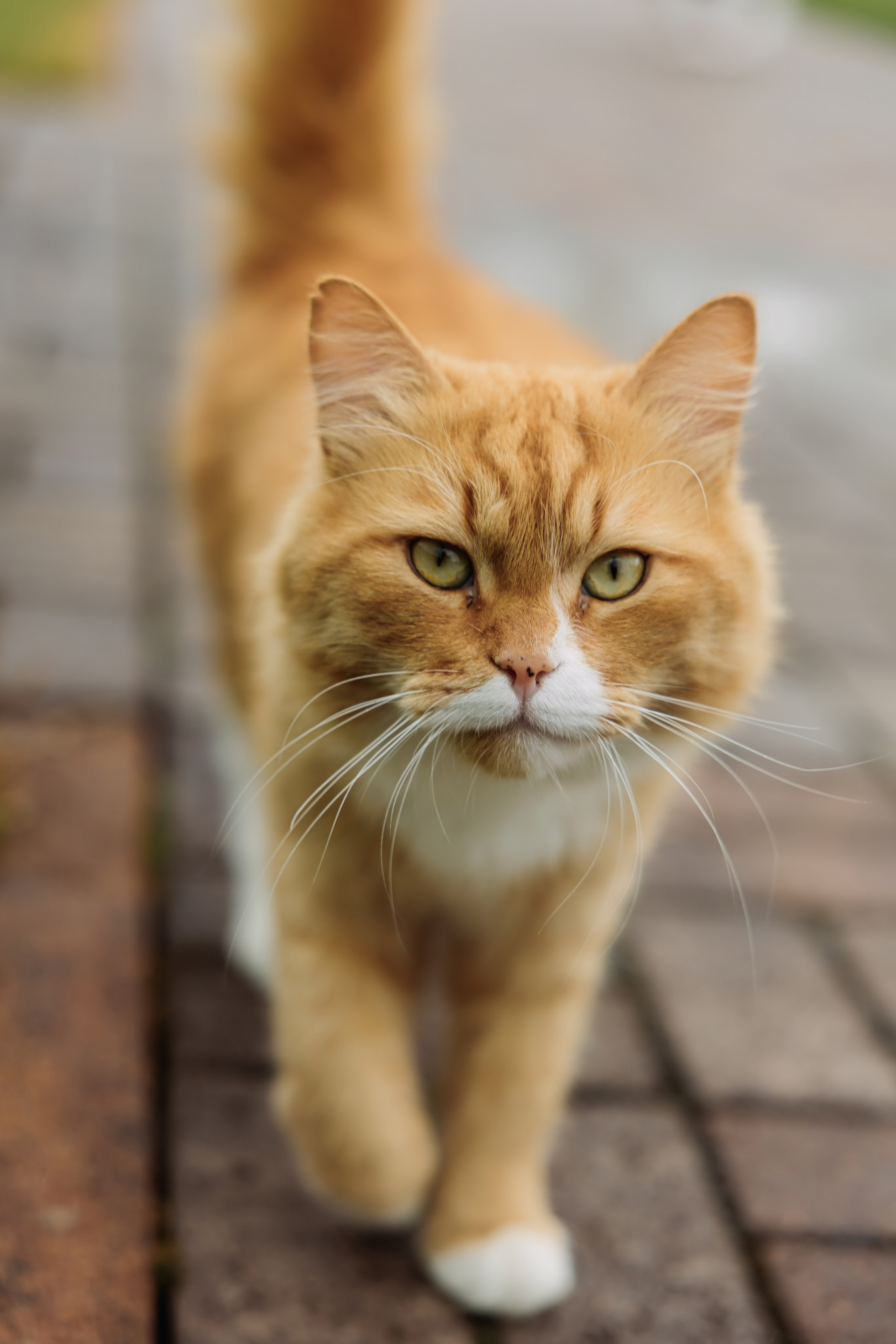 Владимир и Анастасия | Любовь, ставшая искусством 🫶. ФОТОГРАФ ИРИНА ШАМАТАВА