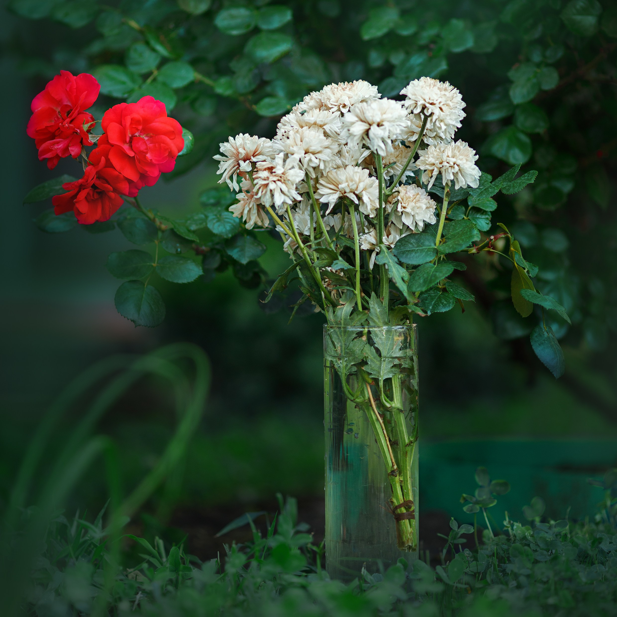 Проект «366»|2024|Фото каждый день. LENA GRACE photographer ||ЛЕНА ГРЭЙС фотограф