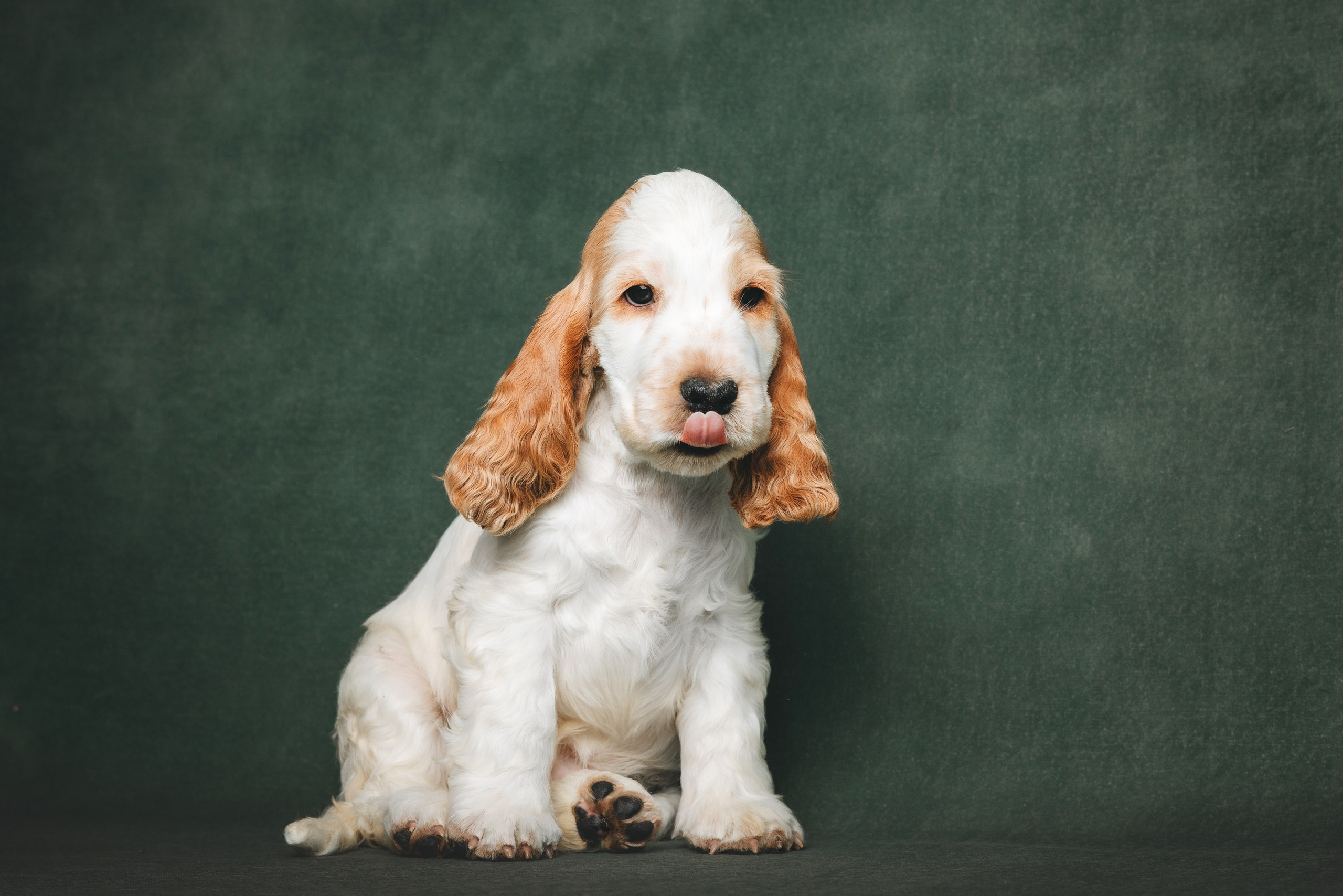 Английские коккер-спаниели. Фотограф анималист Осипчикова Мария