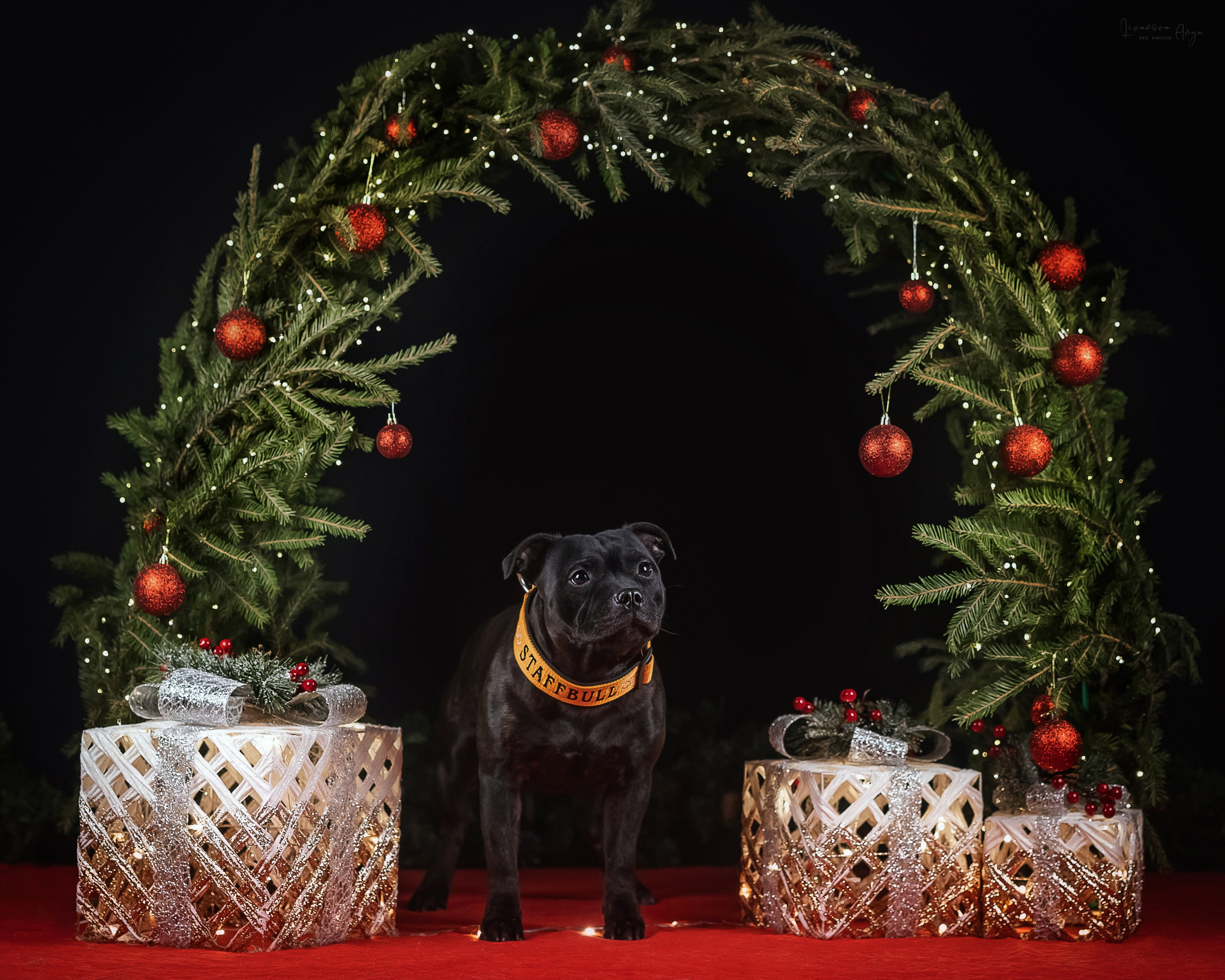 Фотодень_3 2025. Фотограф анималист Аня Ливанова | Рыбинск