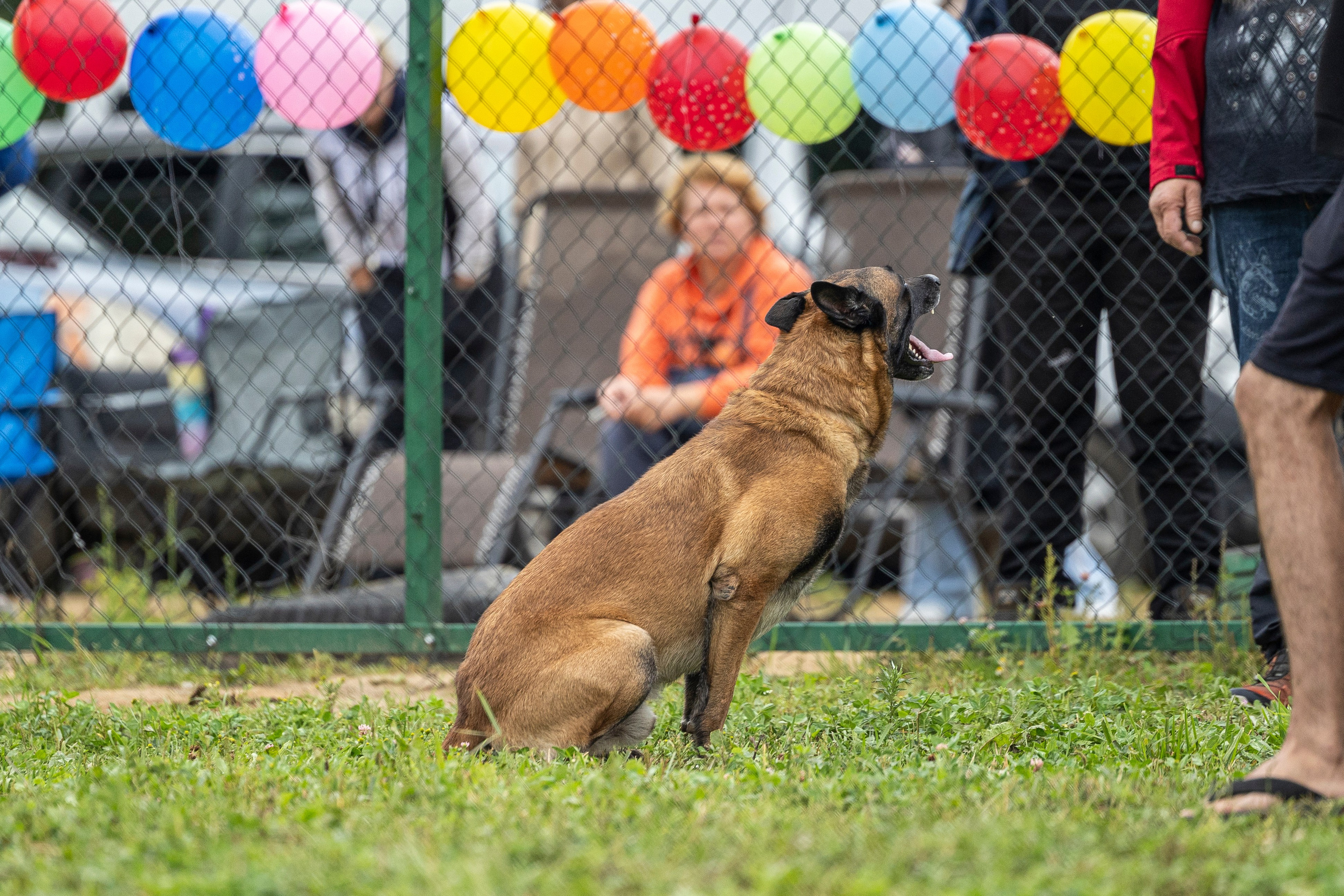 Соревнования по Мондьорингу г. Вологда 10-11.08.2024. Фотограф-анималист Анна Маринич