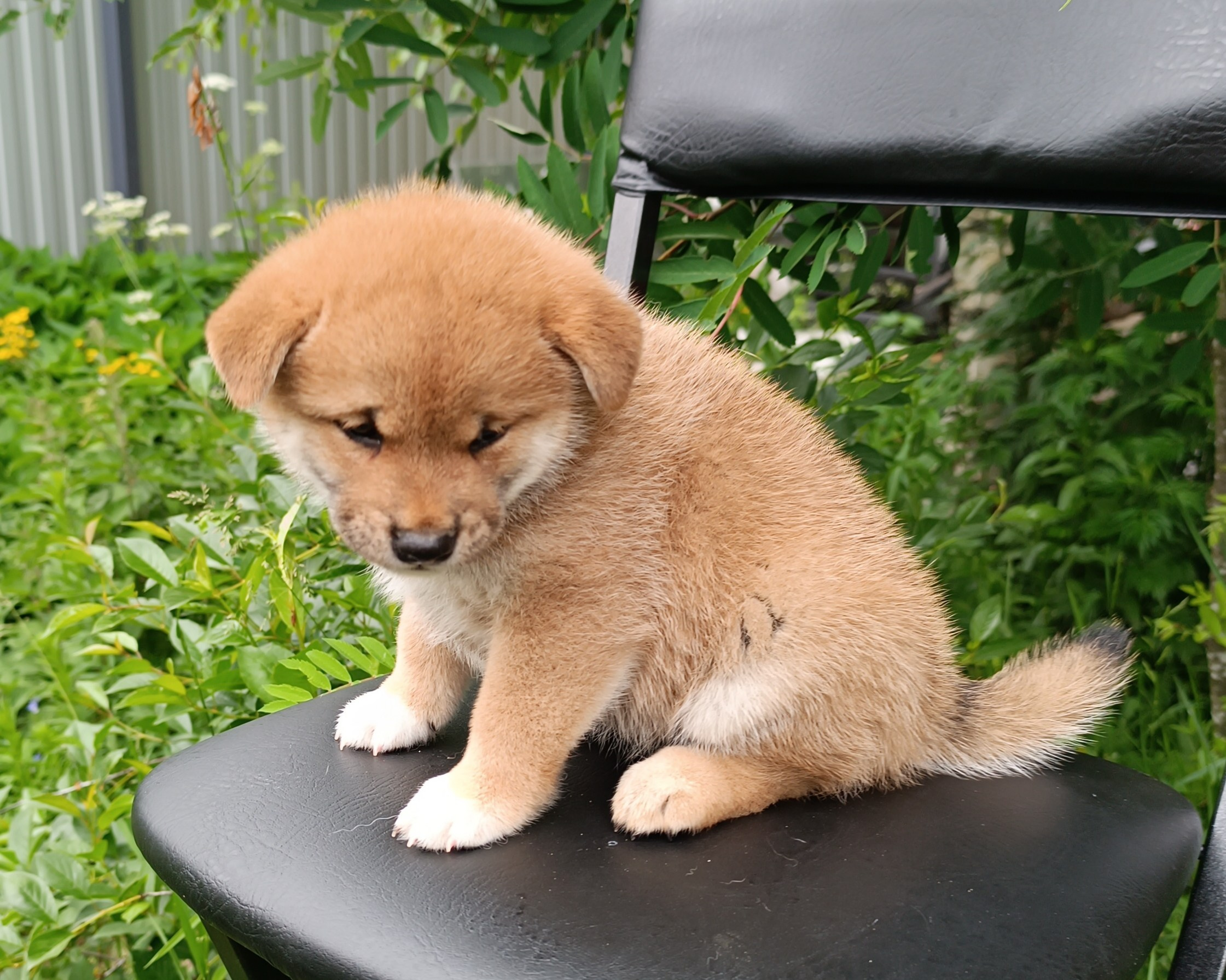 сиба питомник Рубилайт щенки на продажу rubylight  сиба щенки купить СПб Санкт-Петербург