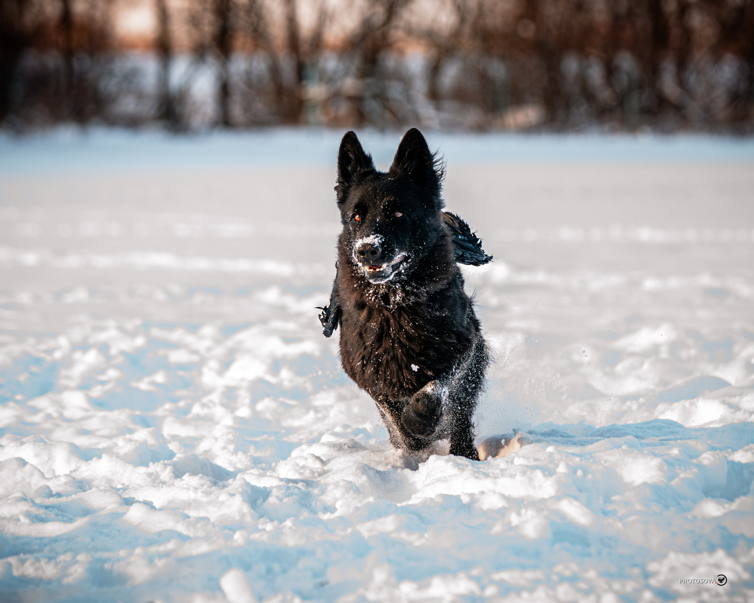 ФОТОПАМЯТЬ ВАШИХ ЭМОЦИЙ. Фотограф-анималист, семейный фотограф в Москве и Подмосковье. Фотосъёмка кинологических дисциплин