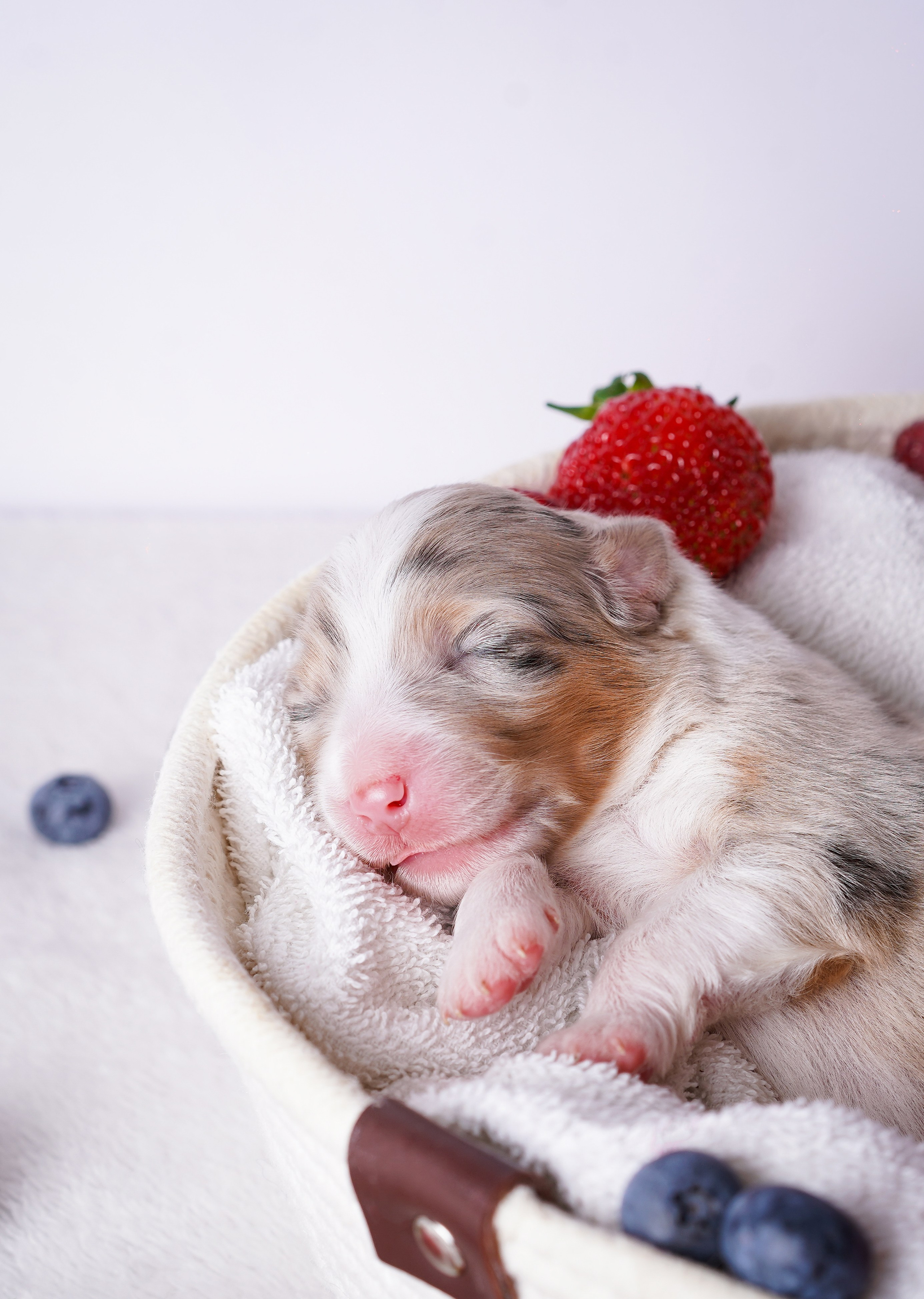Щенки аусси. Фотограф-анималист в Санкт-Петербурге Яна Мартынова