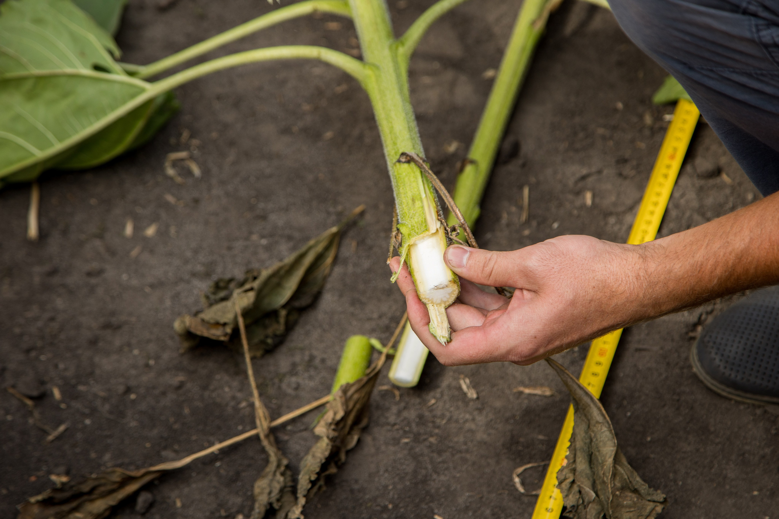 Решения для сельского хозяйства BASF 16.08.2022. Владислав Волков | Фотография и видеосъемка в Воронеже