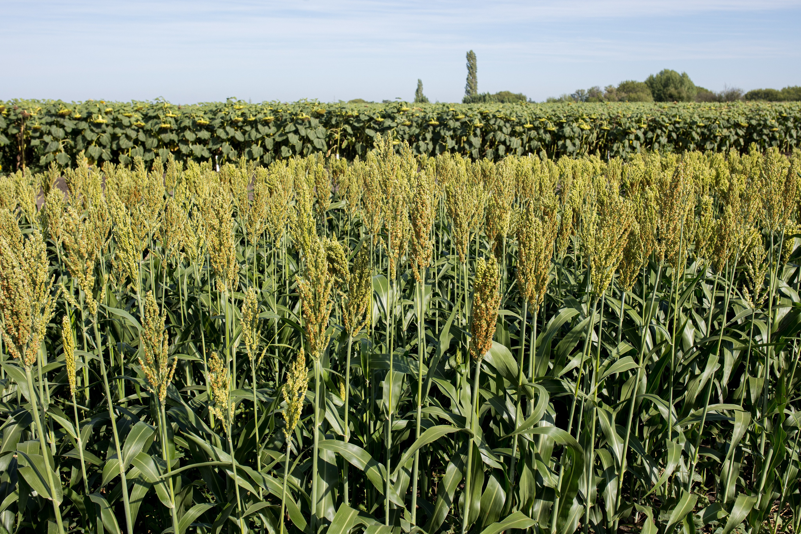 Решения для сельского хозяйства BASF 16.08.2022. Владислав Волков | Фотография и видеосъемка в Воронеже