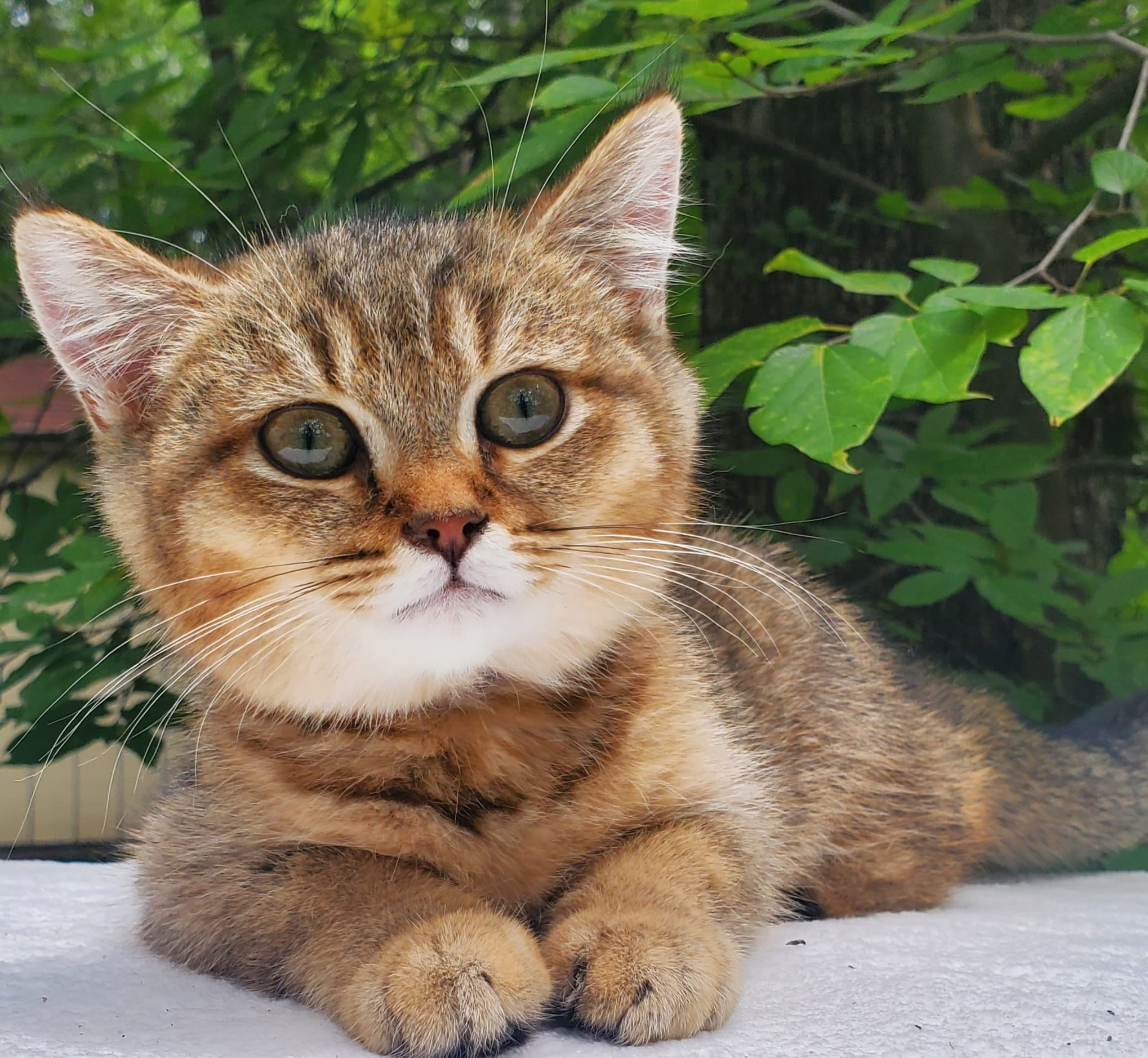 Sammy, male, DB-04.07.25, sold. British shorhair Cats