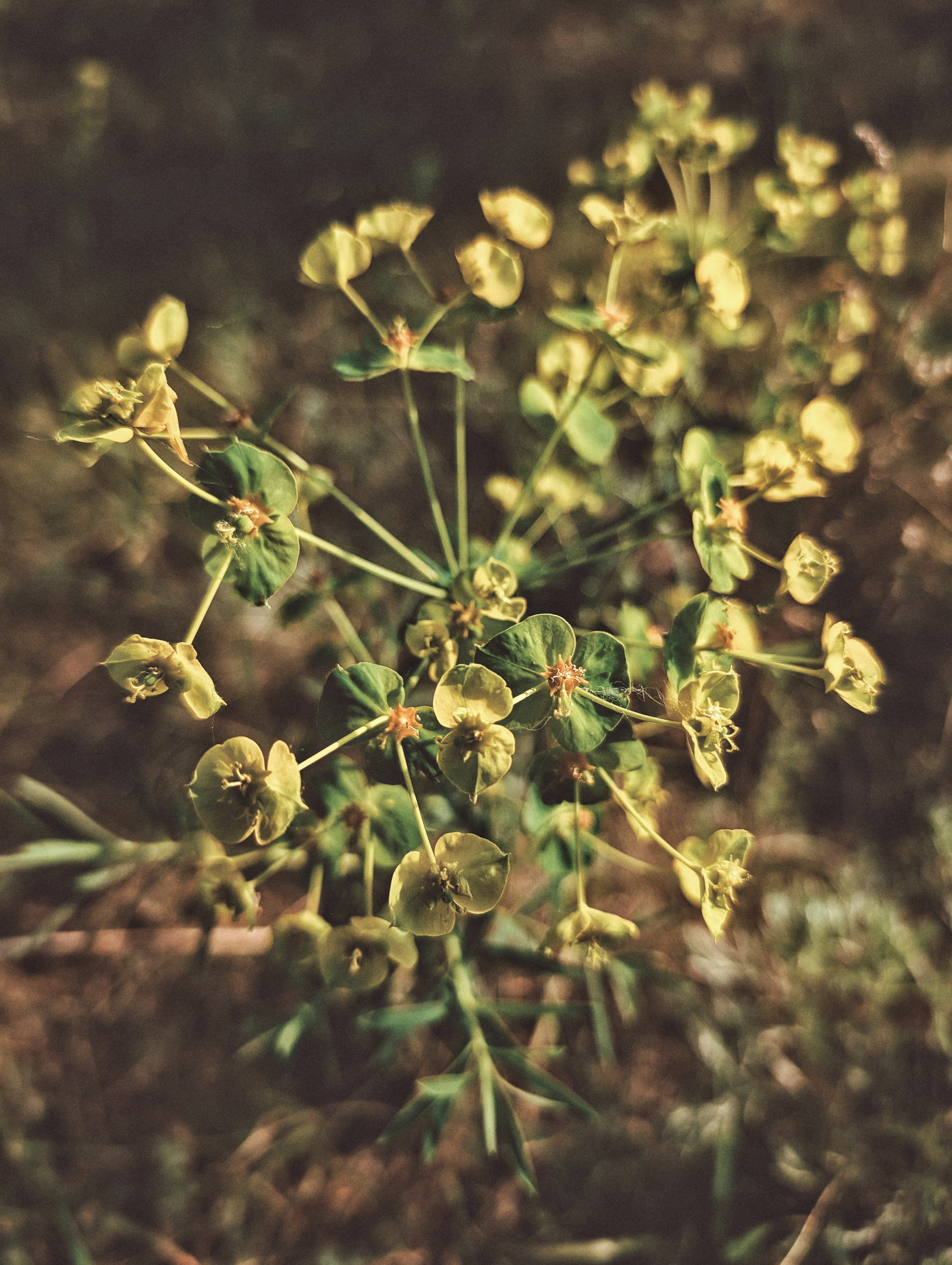 Вдохновение. Ph___tina