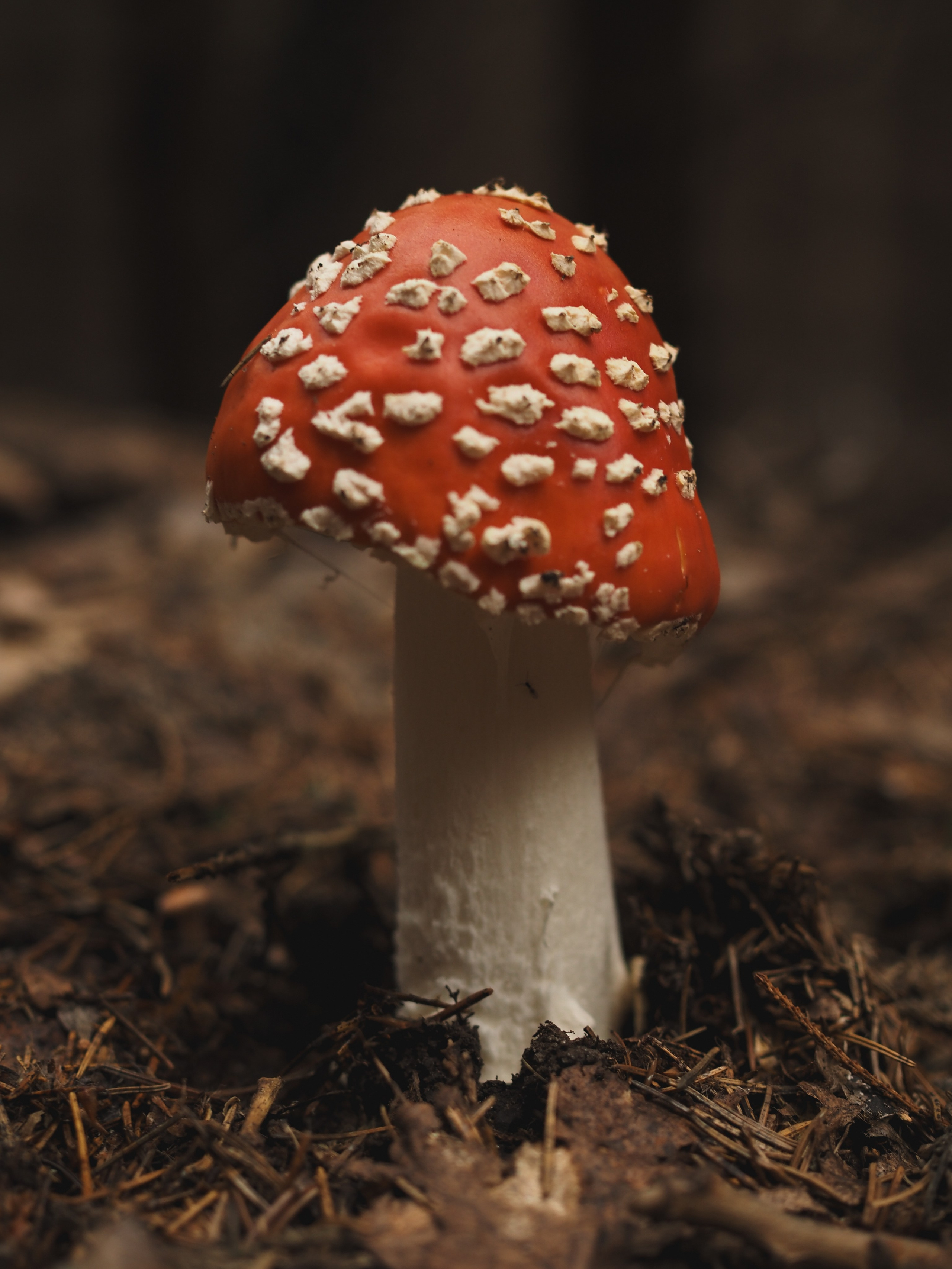Лаишево