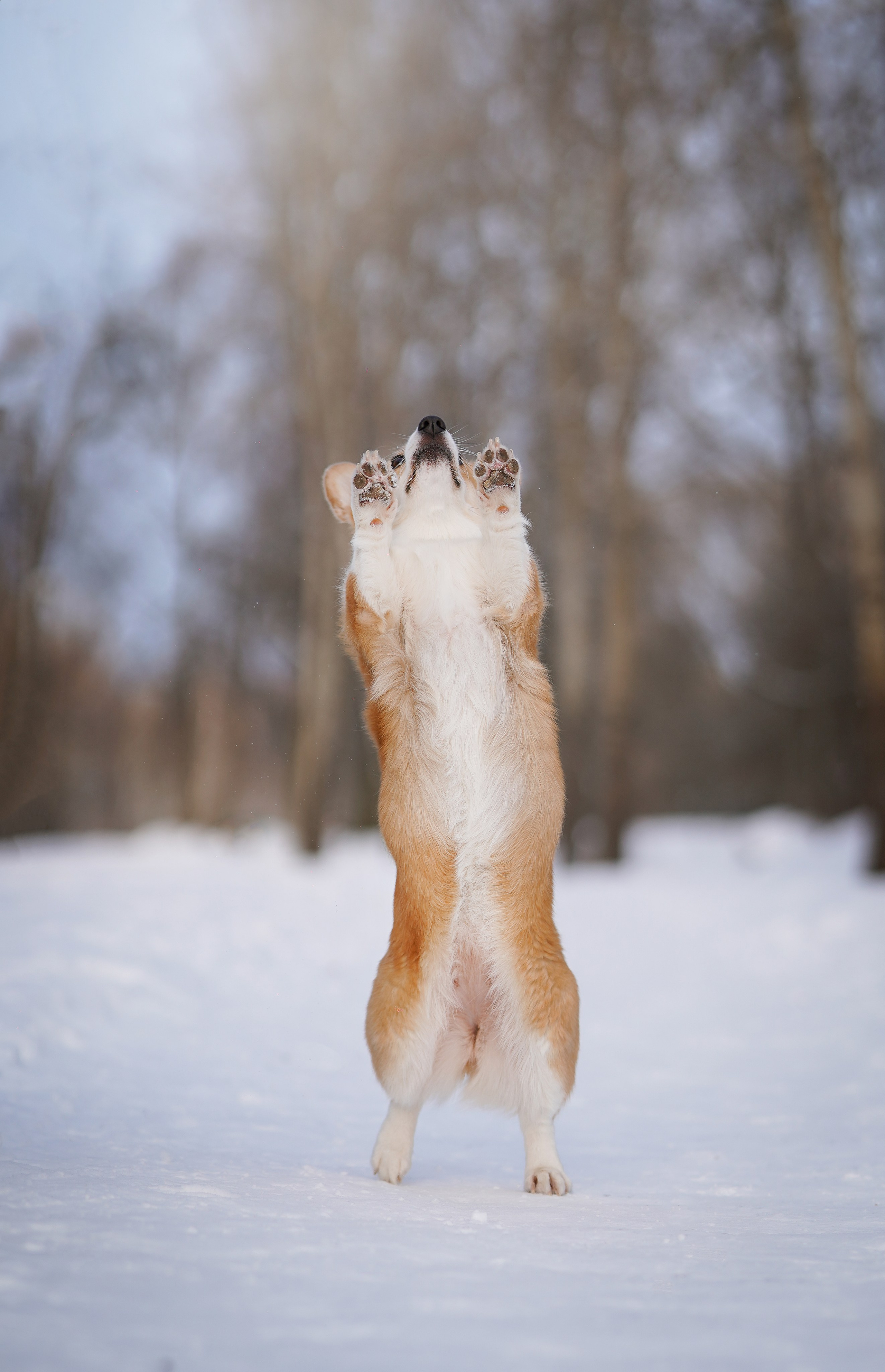 Кристина и Лаки. Фотограф-анималист в Санкт-Петербурге Яна Мартынова