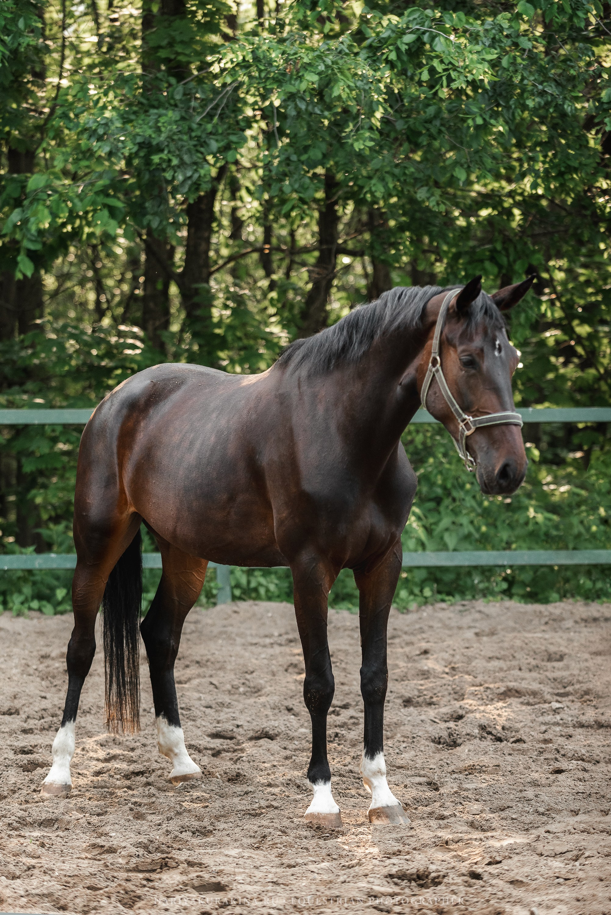 КСПХ «ЮНА», Зелёновое. Конный фотограф Куракина Дарья • Фотосессии с лошадьми