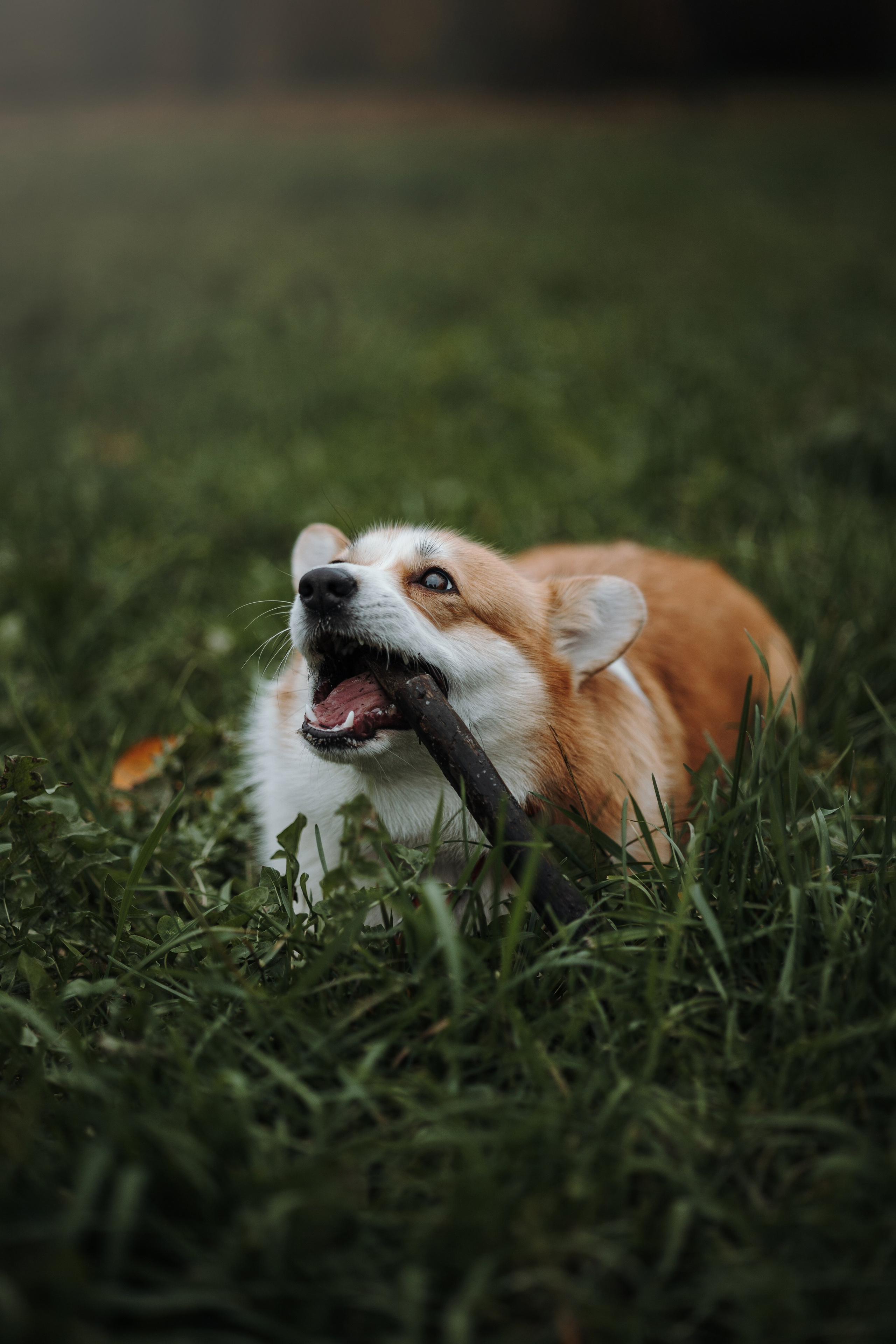 Юля и Терри. Фотограф — Анималист | Санкт-Петербург