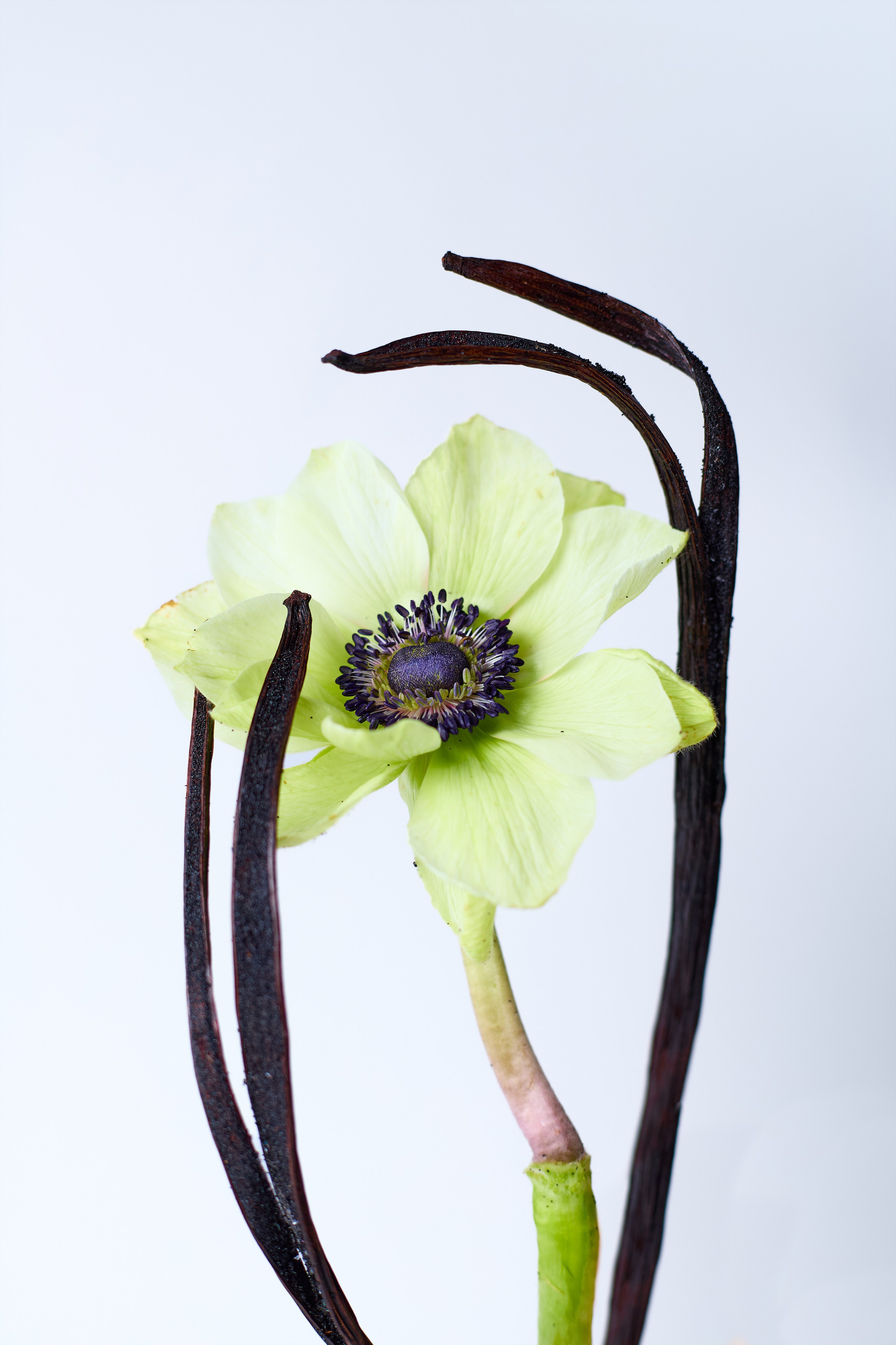 My Sweet Zen. Фотограф|Москва-СПб| Анастасия Рябинина