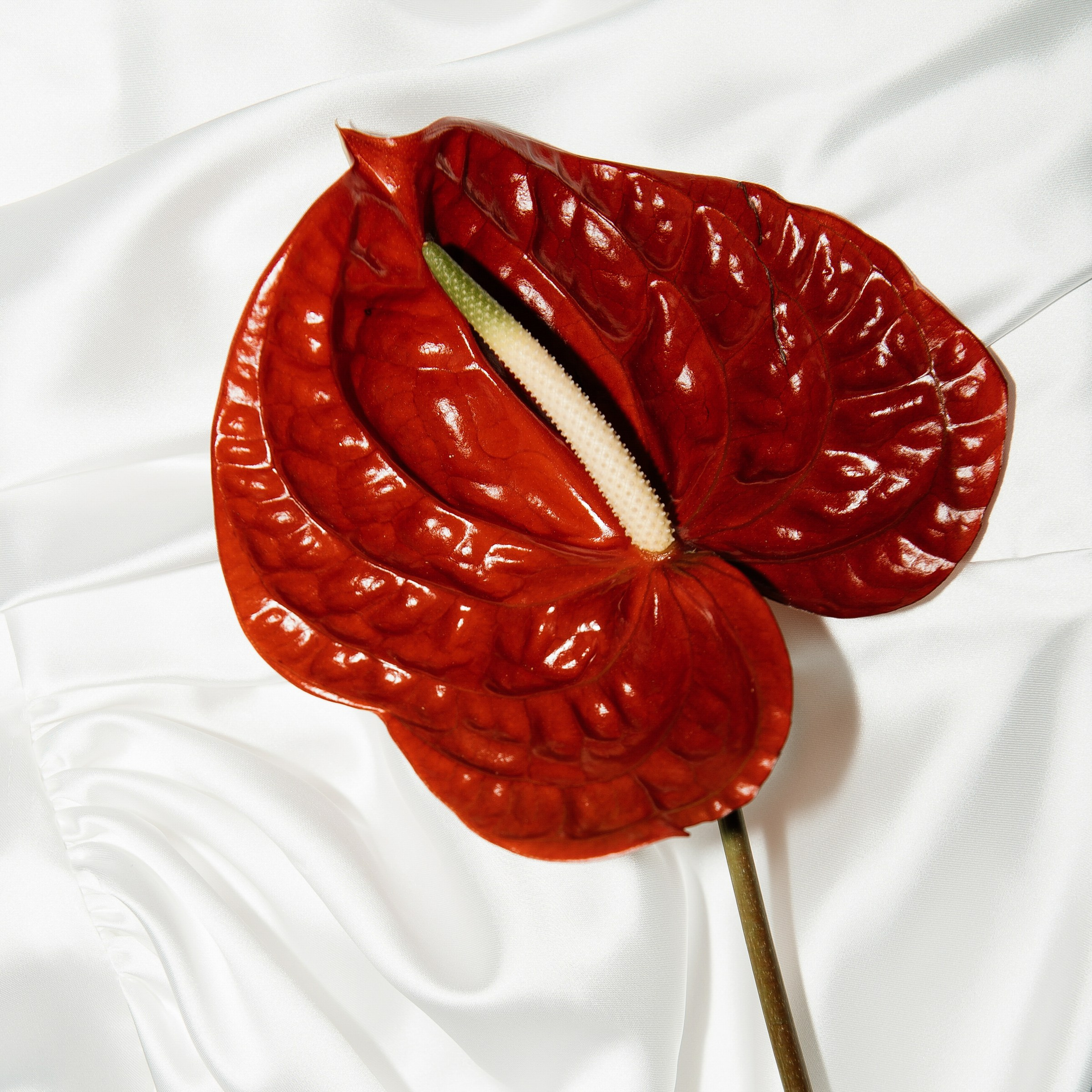 Gucci colors. Свадебный фотограф Саша Базенко