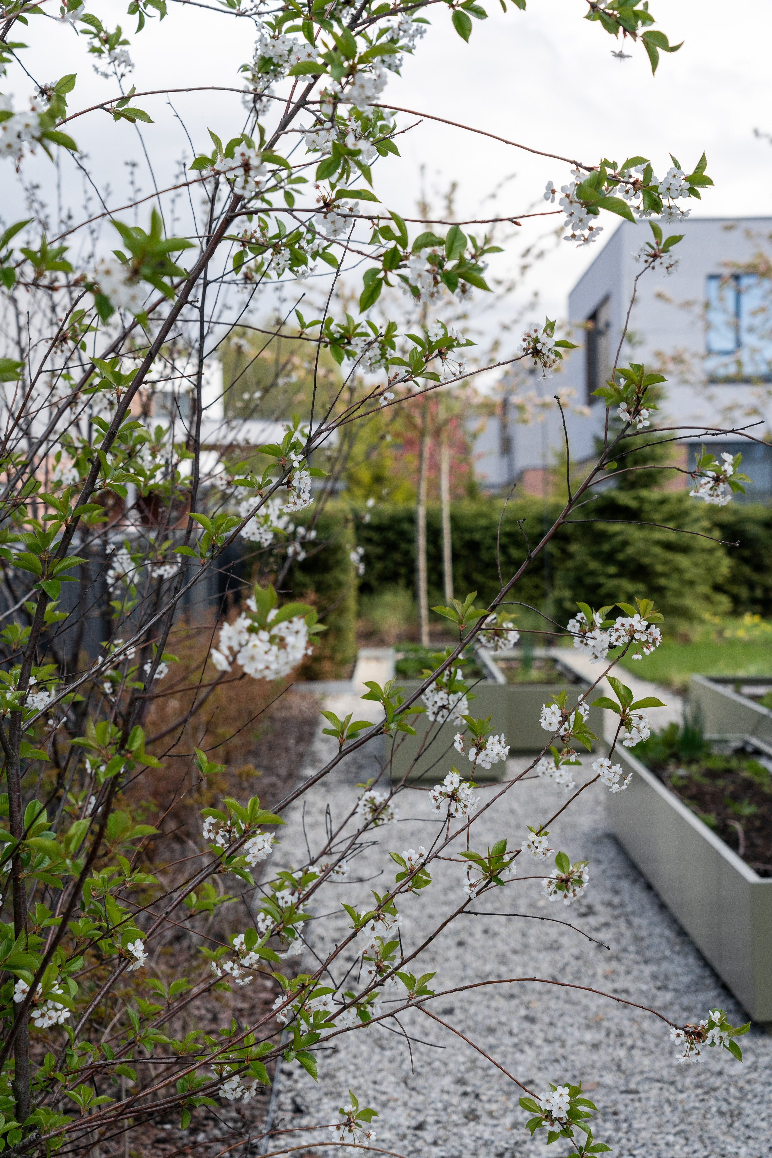 Blooming in the garden, Moscow region. Артамонов Александр | Архитектурный и ландшафтный фотограф