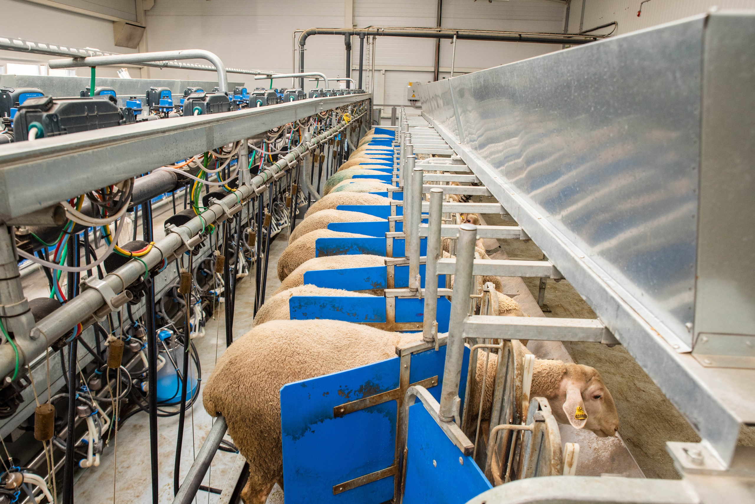 Овечья Ферма. Агрокурьер Красный Яр. Главная