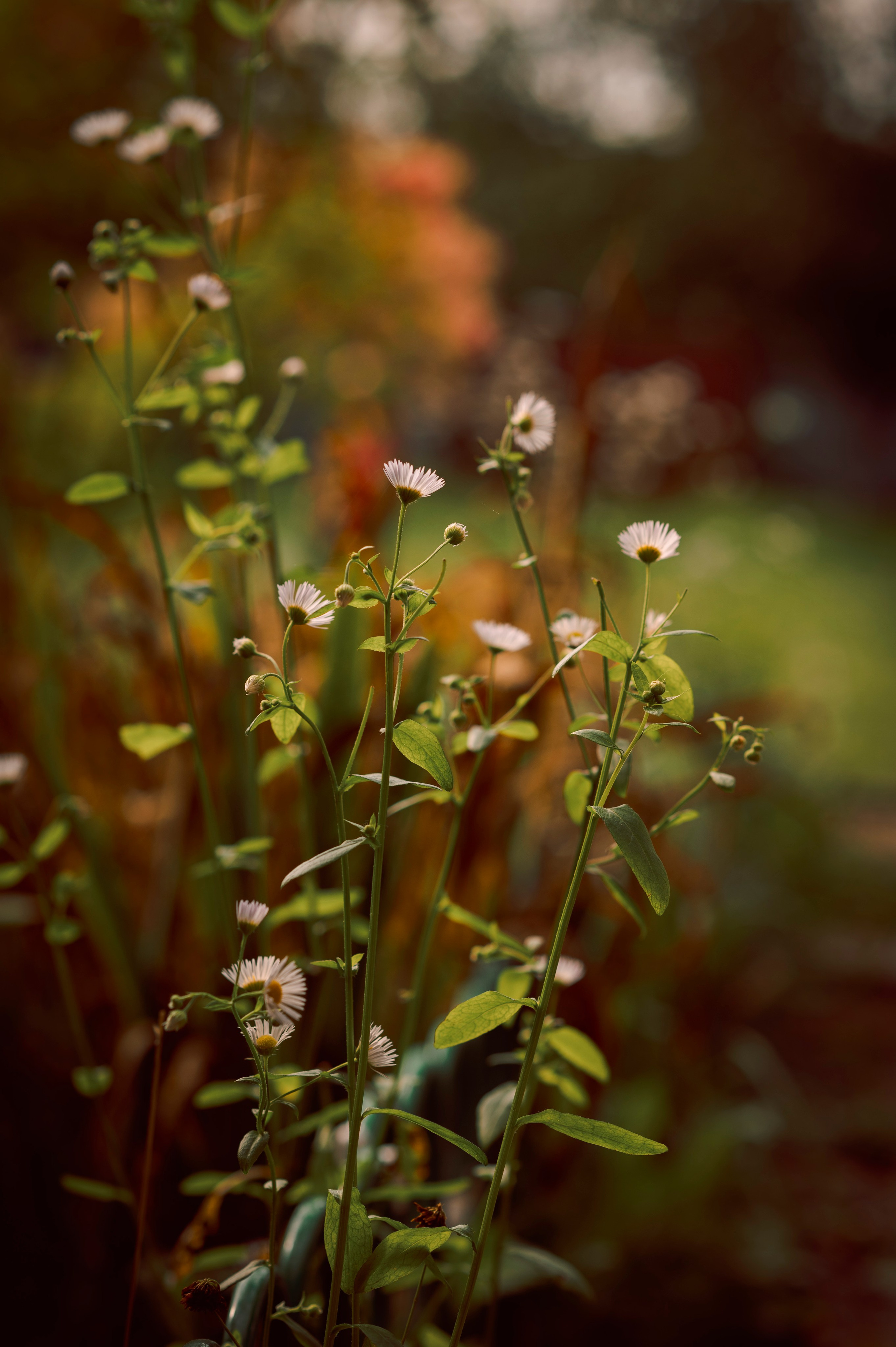 Осень во всей красе. Анна Боровикова, фотограф Пушкино
