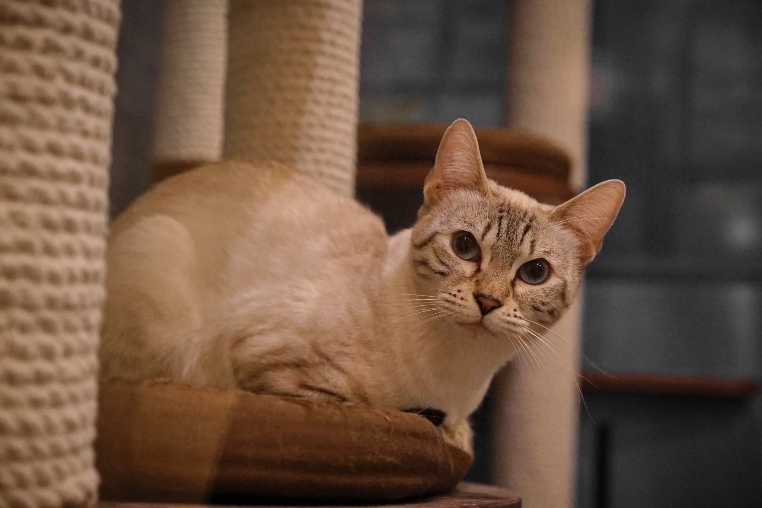 Пресс-конференция Ю.Куклачева в театре кошек