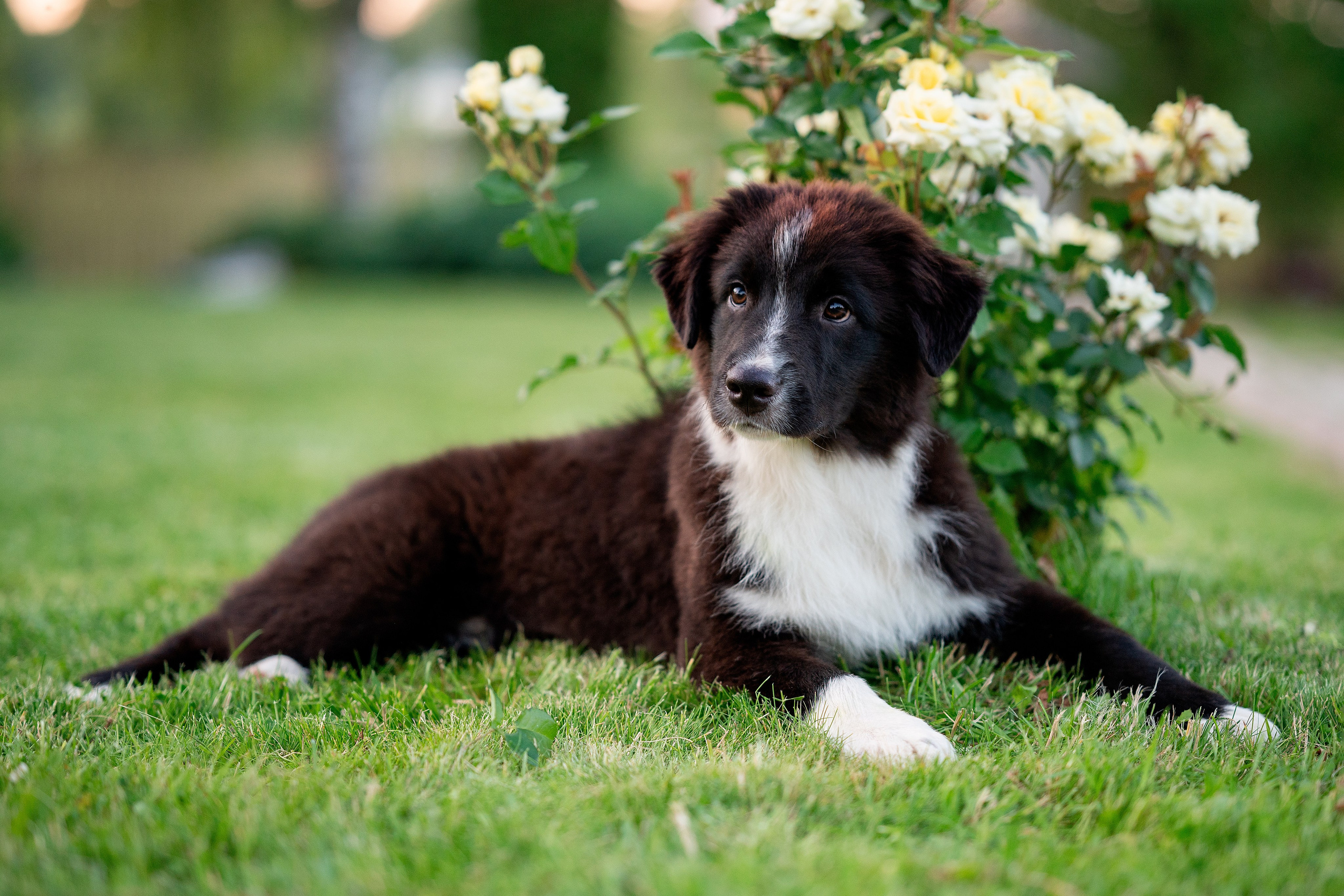 Заводчик Елизавета Степанова. Творческий фотограф Вологда