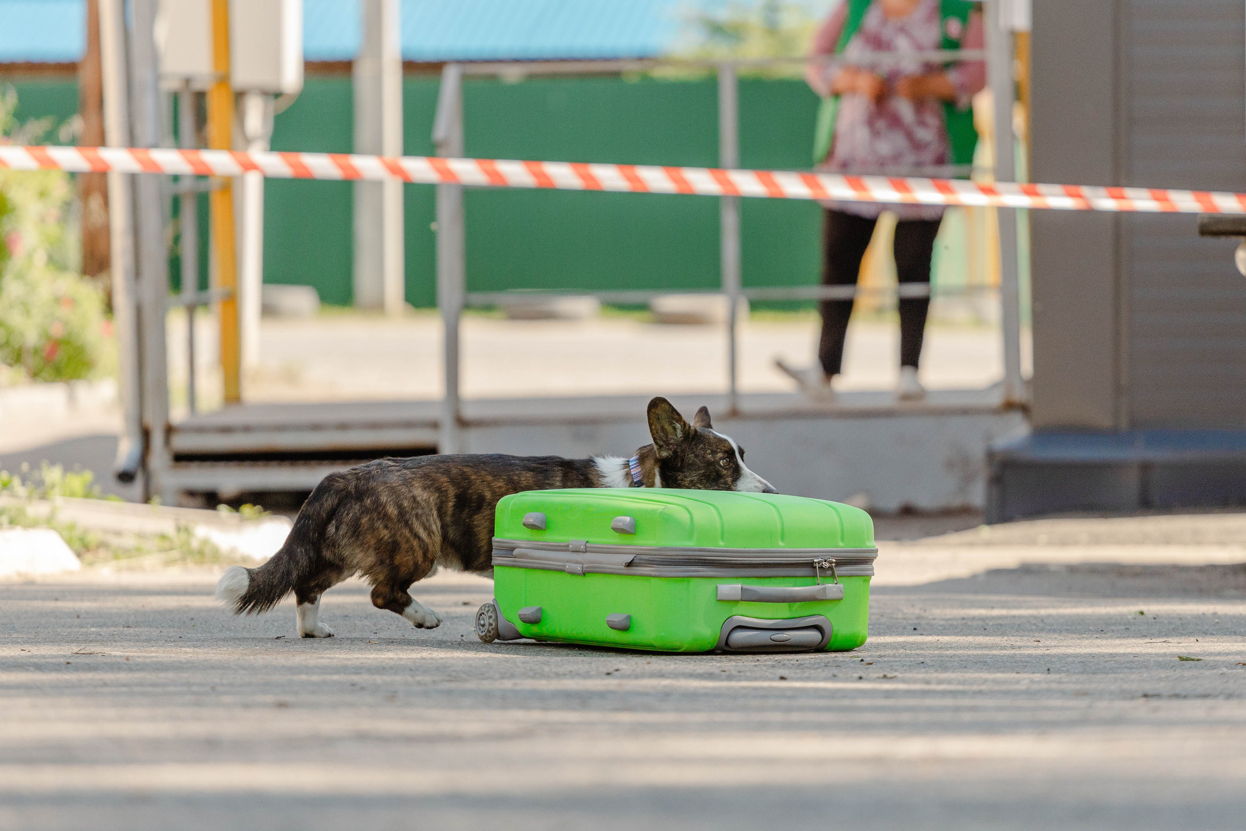 Ноузворк. Фотограф Кузина Вера
