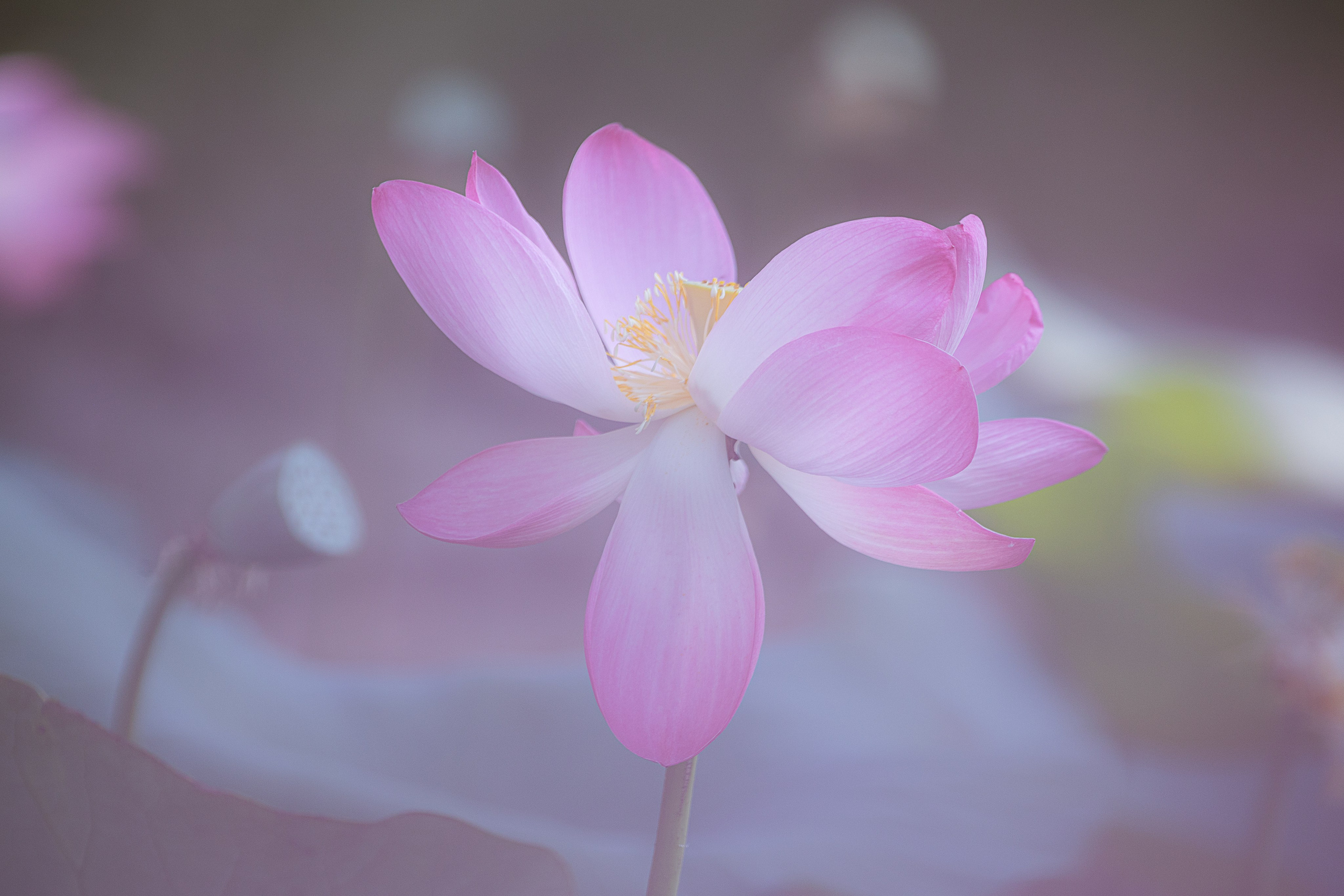 Астраханская область 2025 | Фотограф Дмитрий Купрацевич. Дмитрий Купрацевич профессиональный пейзажный и travel-фотограф