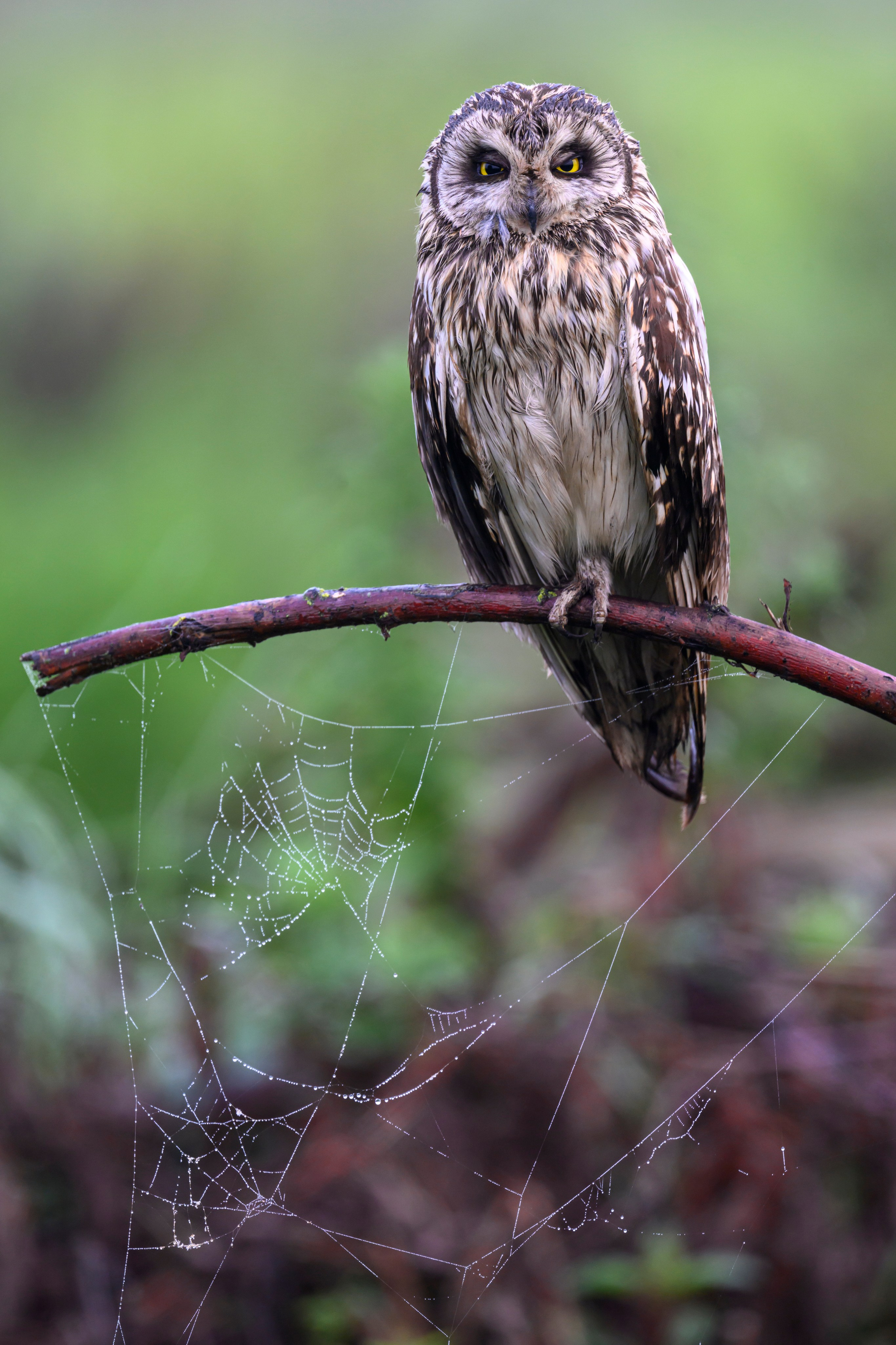 Сова вернулась. The owl has returned. Wildlife photography by Sergey Puponin