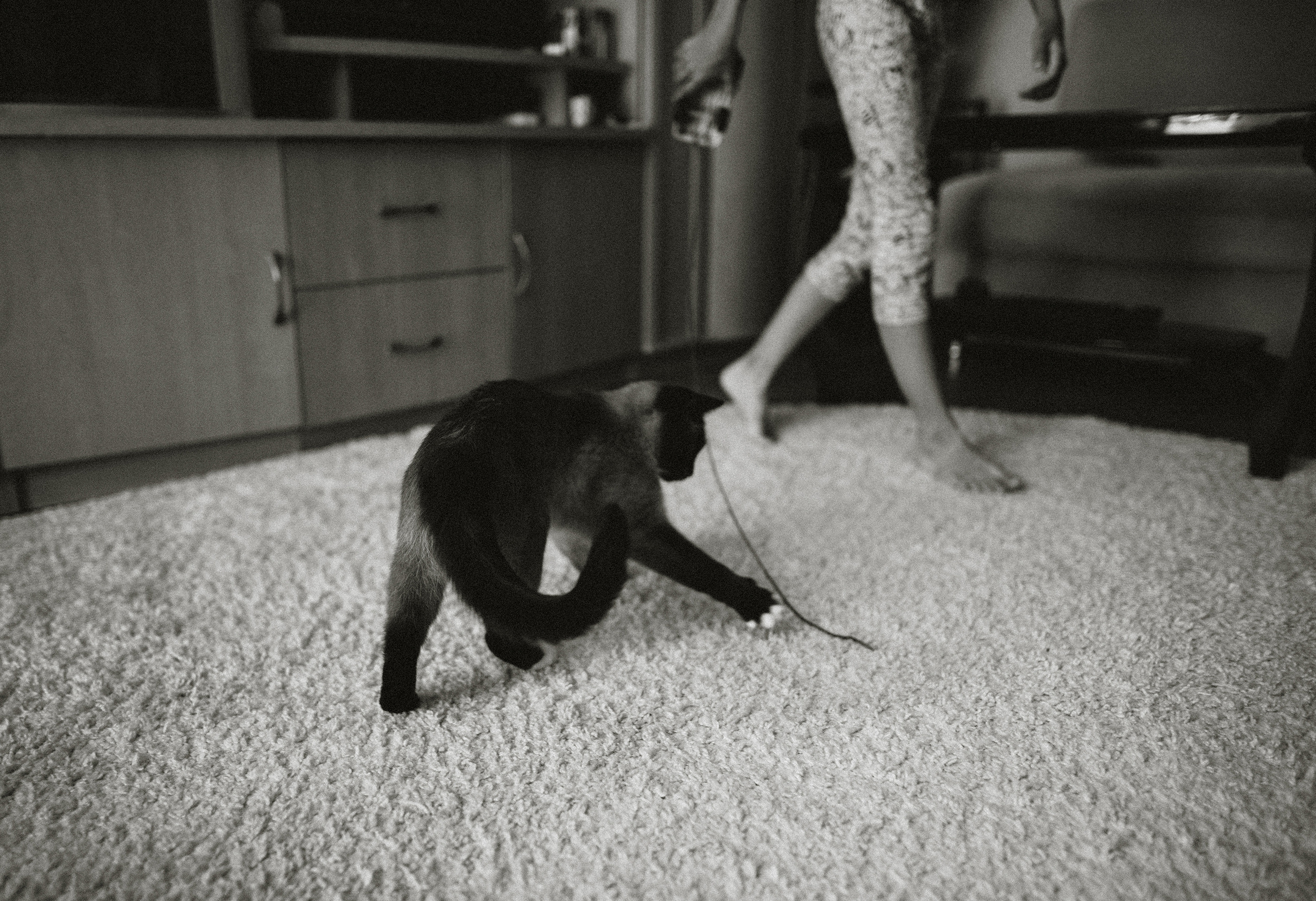 Немного про кошку. Семейный фотограф Островская Альбина г. Мирный Саха (Якутия)