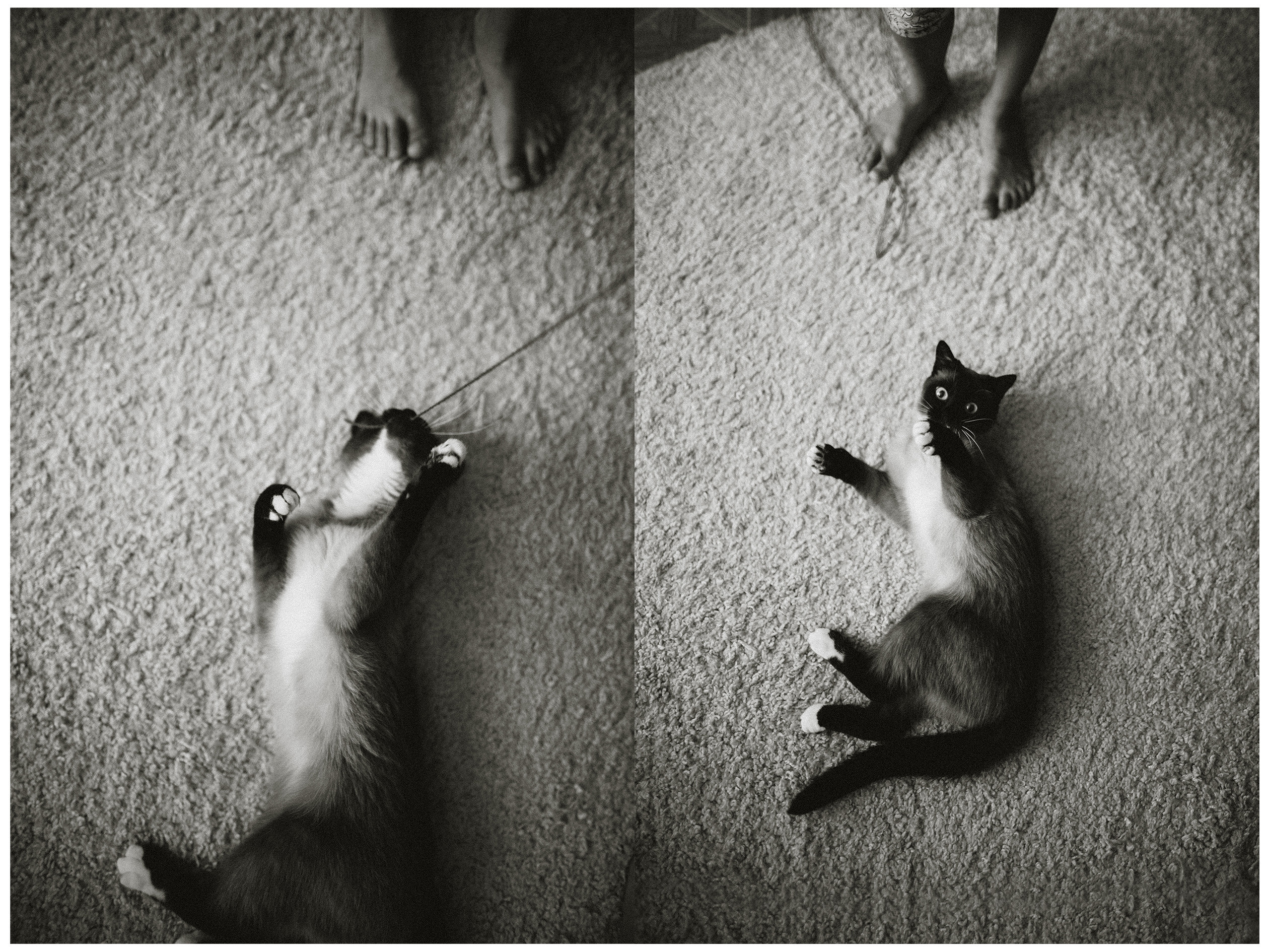 Немного про кошку. Семейный фотограф Островская Альбина г. Мирный Саха (Якутия)