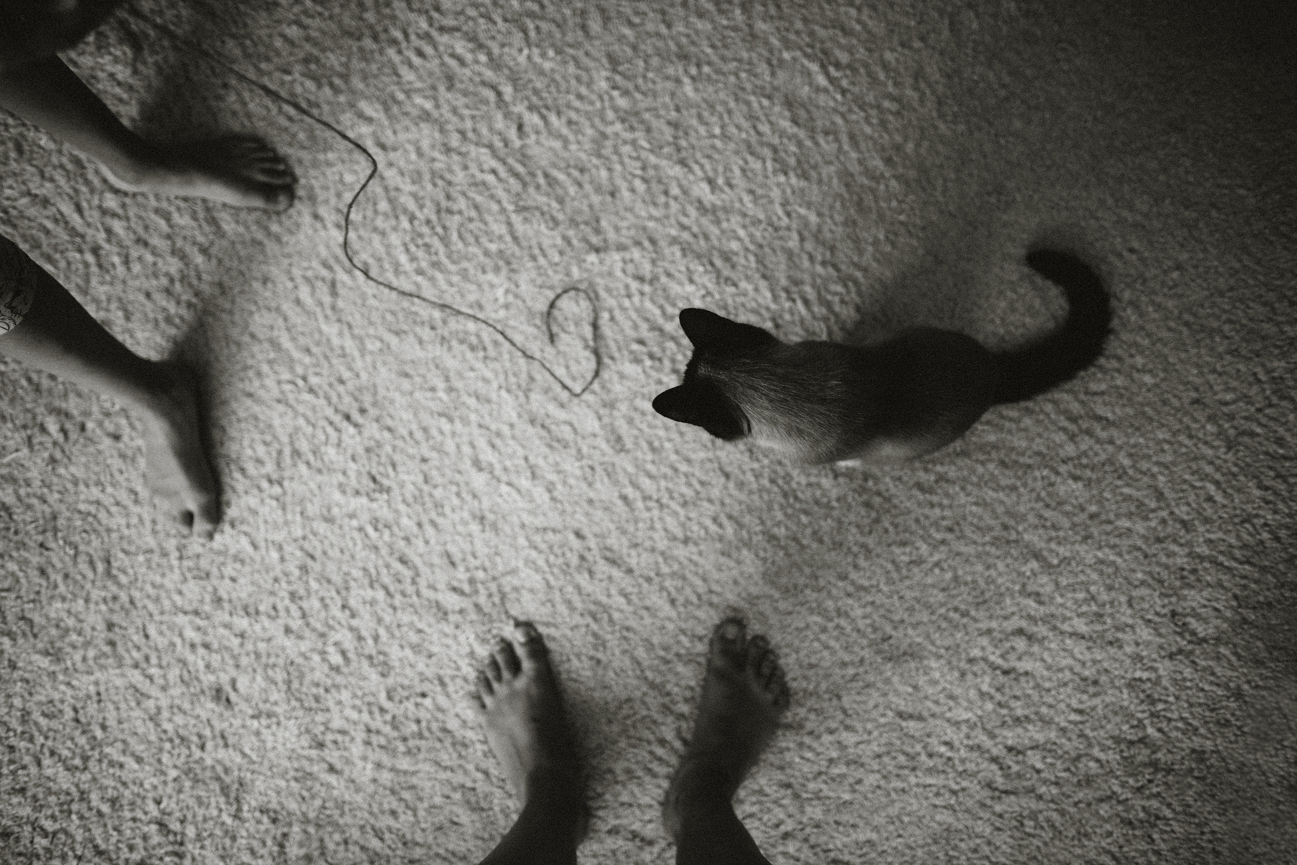 Немного про кошку. Семейный фотограф Островская Альбина г. Мирный Саха (Якутия)