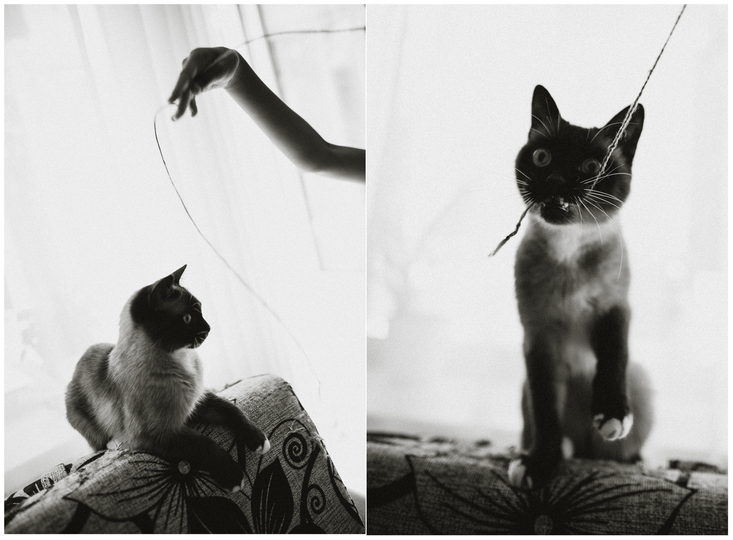 Немного про кошку. Семейный фотограф Островская Альбина г. Мирный Саха (Якутия)