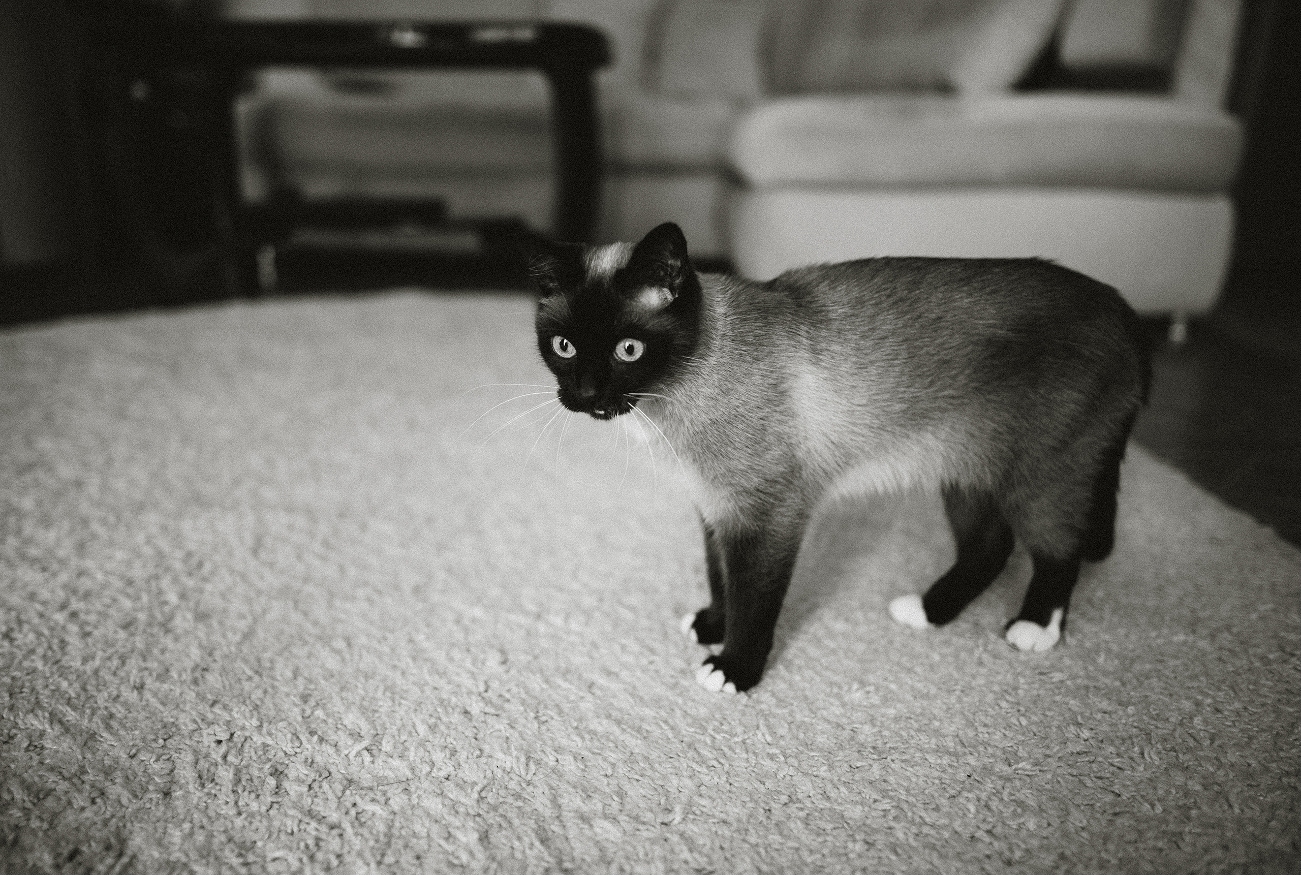 Немного про кошку. Семейный фотограф Островская Альбина г. Мирный Саха (Якутия)