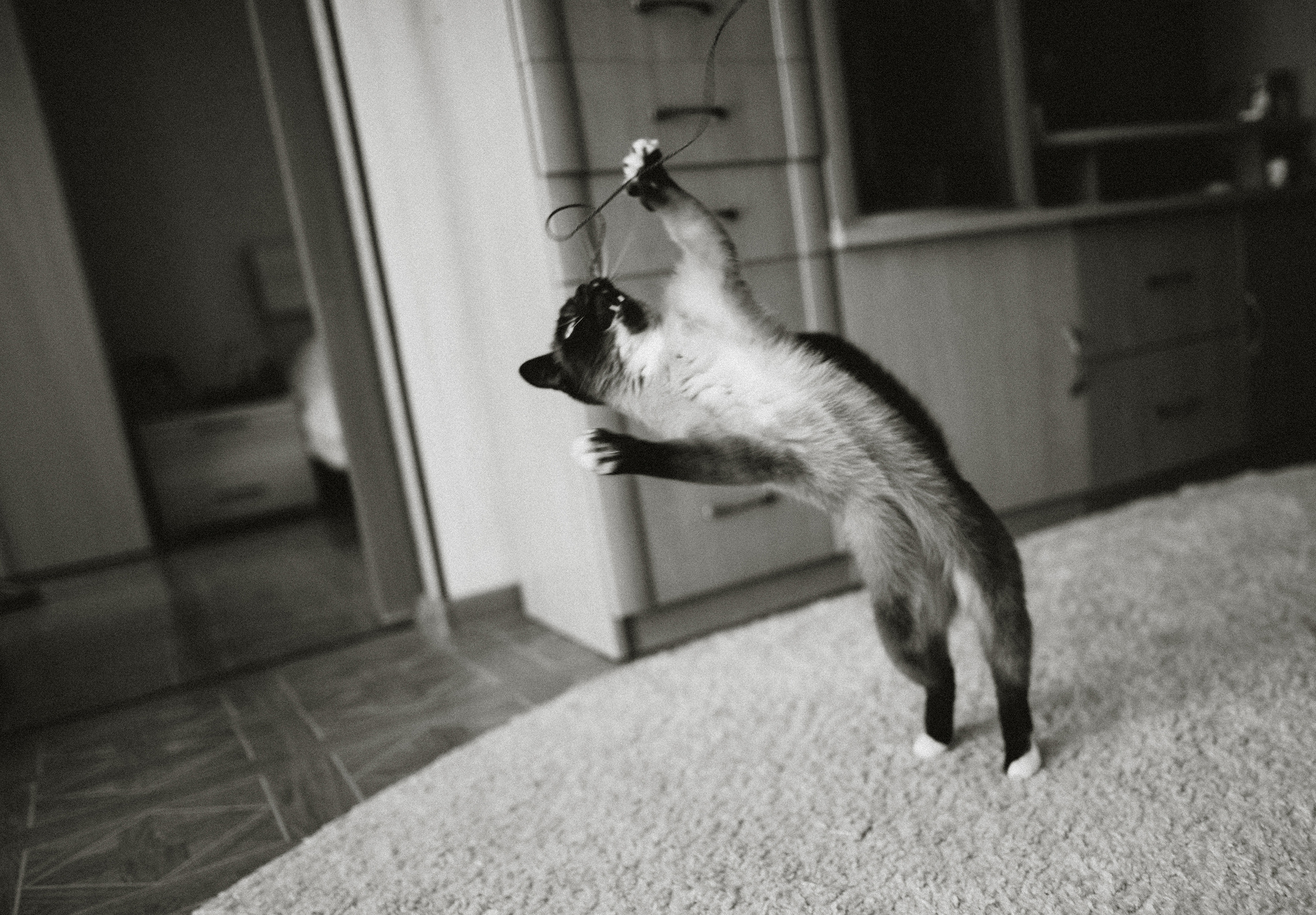 Немного про кошку. Семейный фотограф Островская Альбина г. Мирный Саха (Якутия)