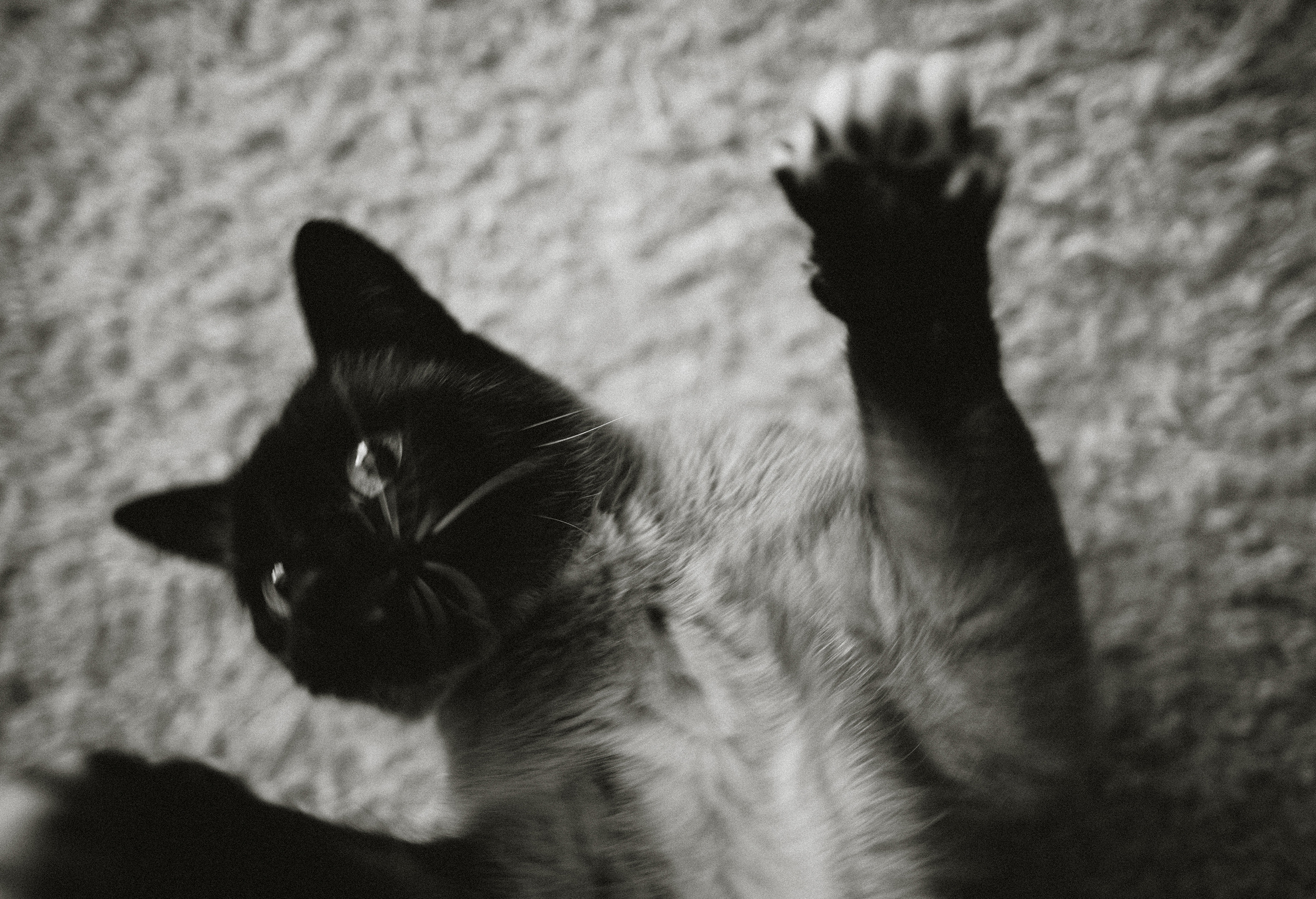 Немного про кошку. Семейный фотограф Островская Альбина г. Мирный Саха (Якутия)