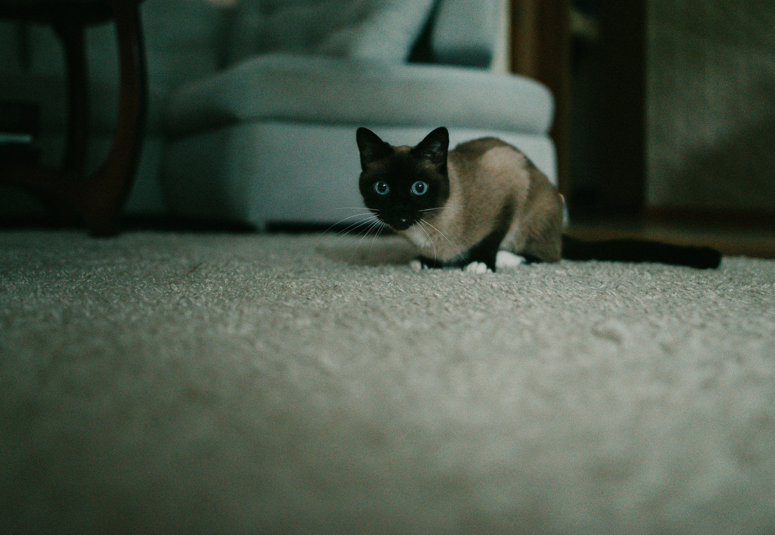 Немного про кошку. Семейный фотограф Островская Альбина г. Мирный Саха (Якутия)