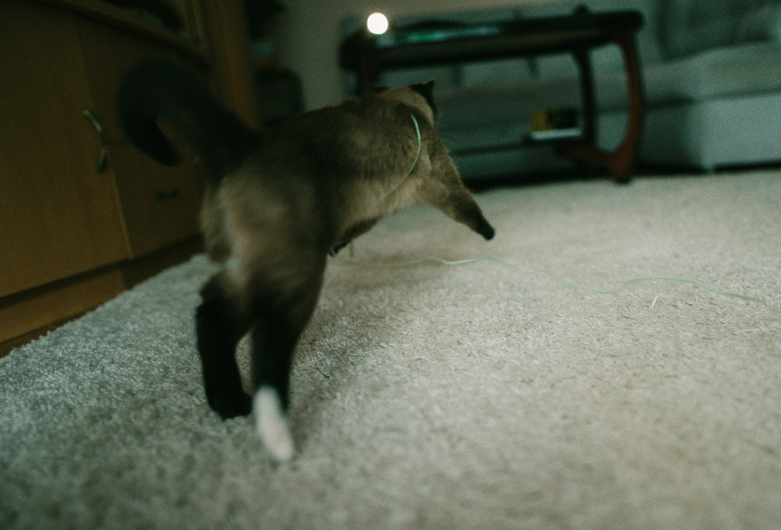 Немного про кошку. Семейный фотограф Островская Альбина г. Мирный Саха (Якутия)