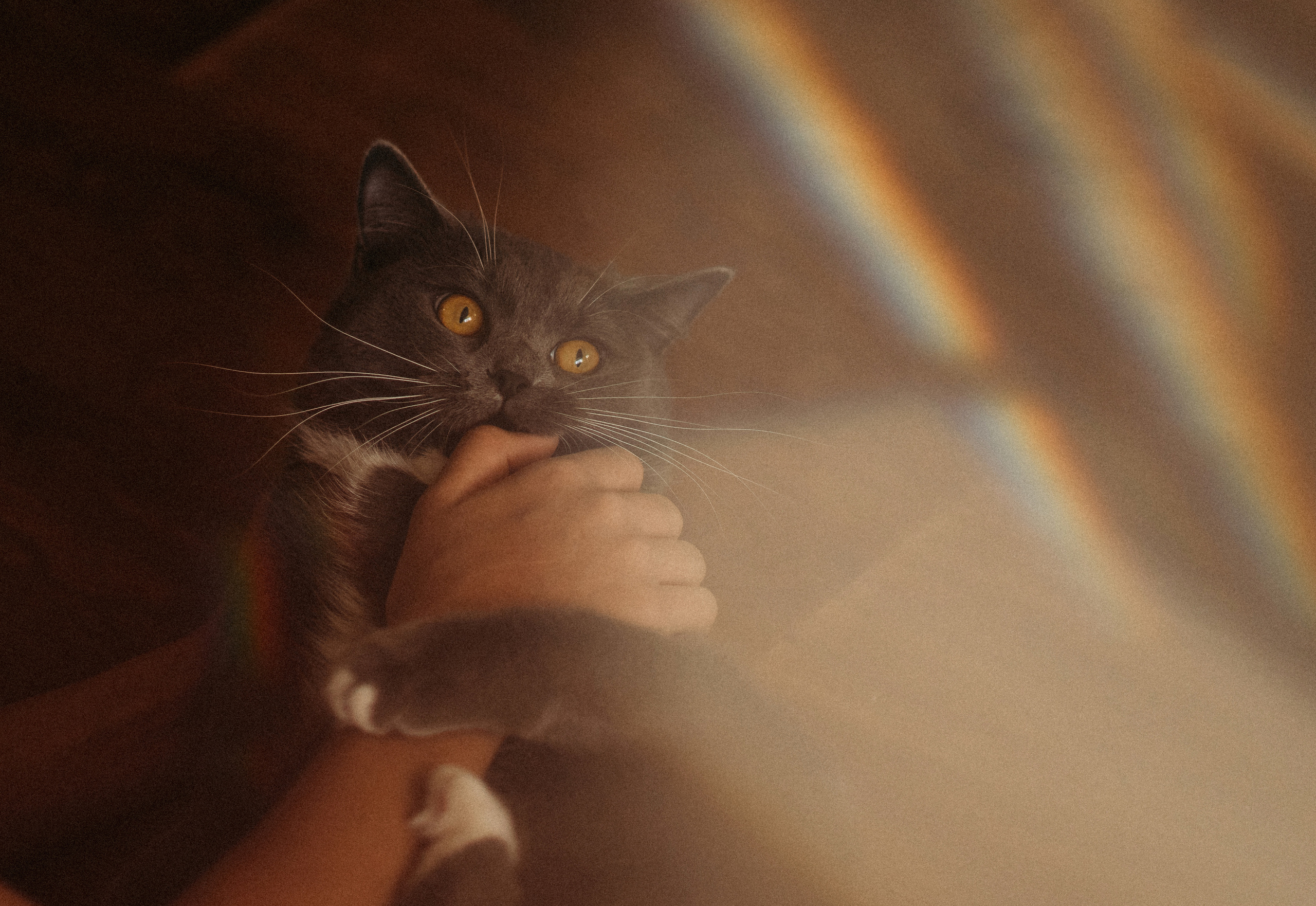 Кошка никогда не подружится с тем, кто не способен полюбить её. Семейный фотограф Островская Альбина г. Мирный Саха (Якутия)